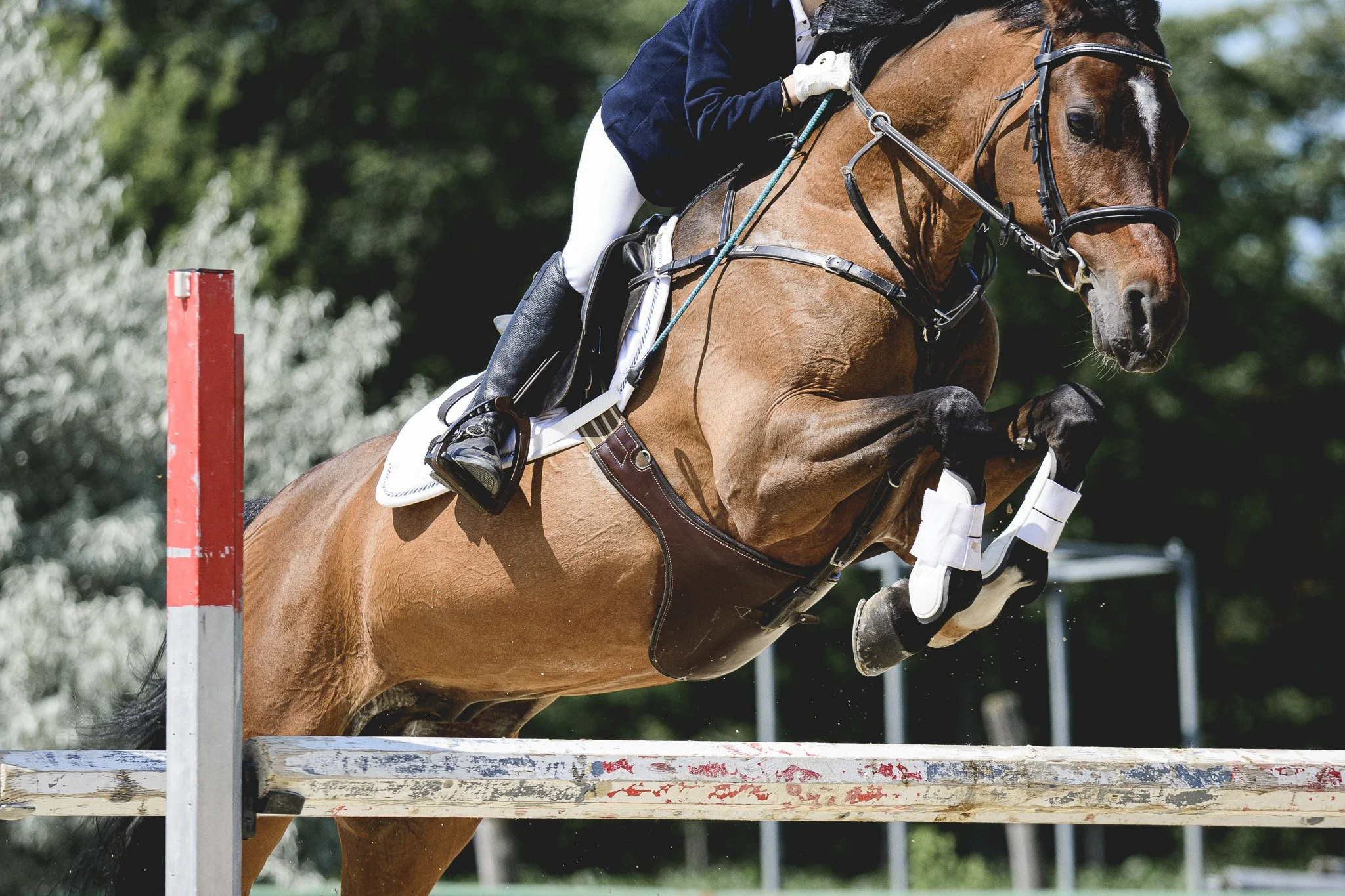 Breeding & stallions banner.jpg