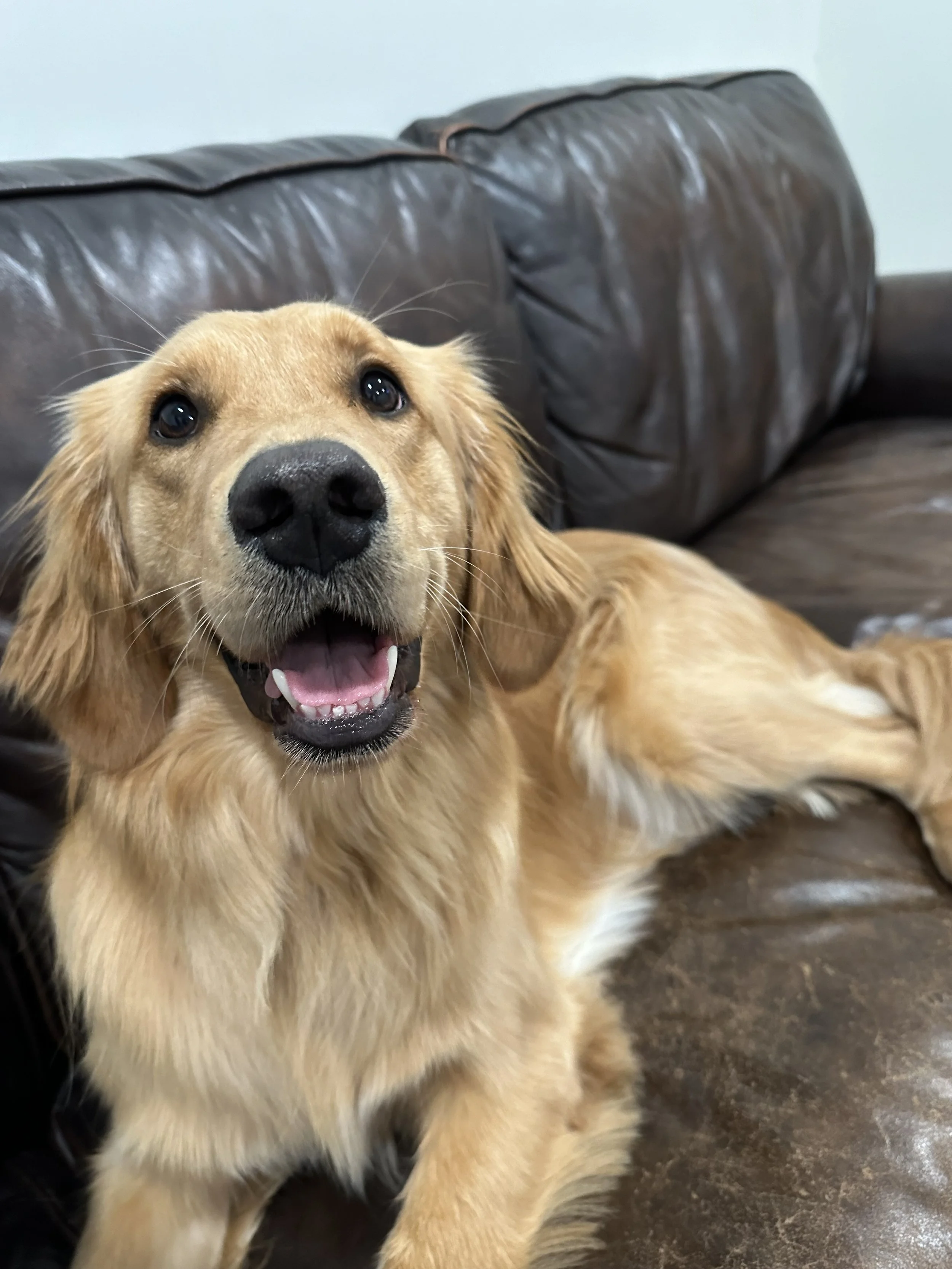 Margot, the golden retriever and unofficial mascot of Northcrest Window & Door Specialists