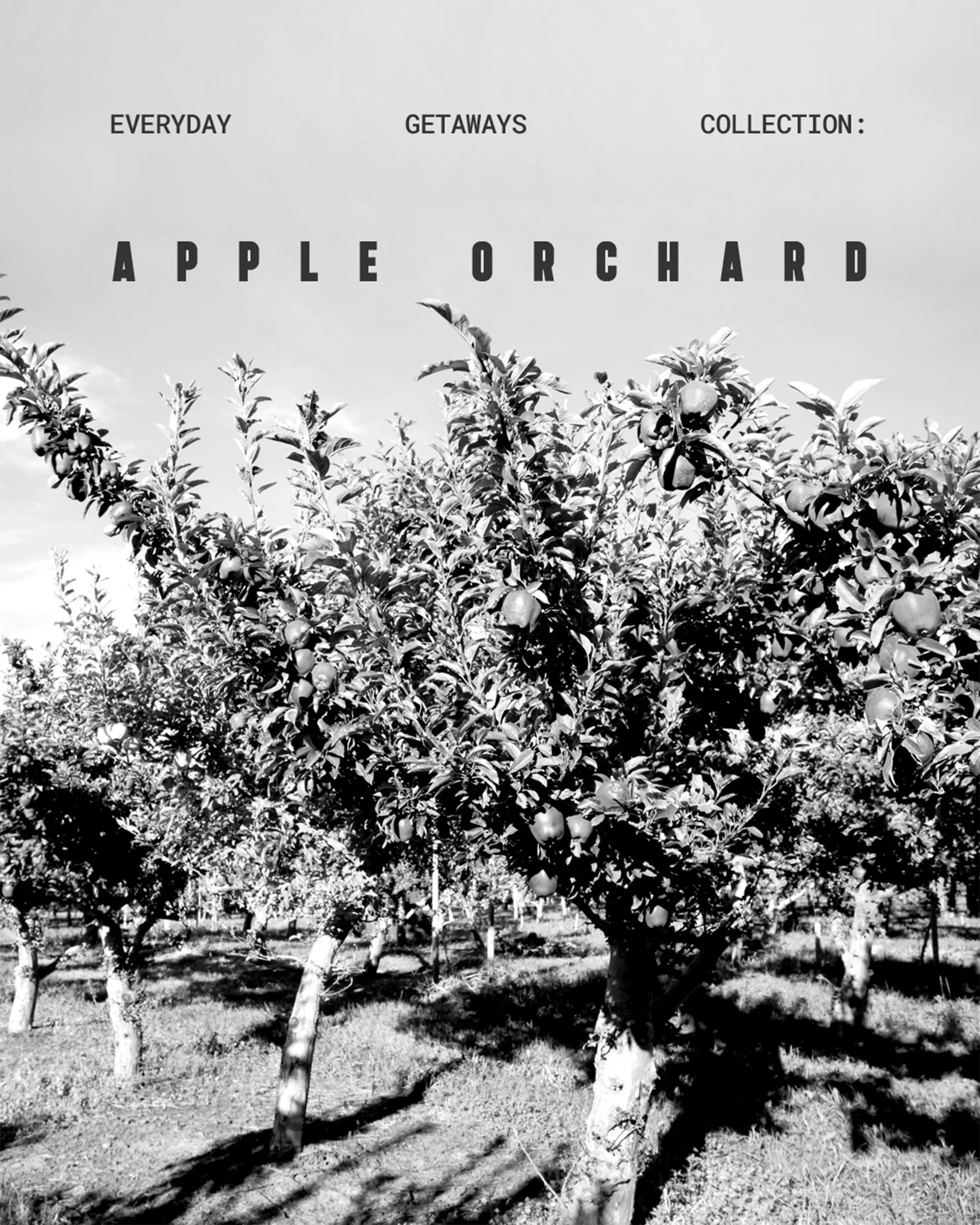 CoveAndLaneStudio_Social_EverydayGetaways_AppleOrchard_Intro@2x.jpg