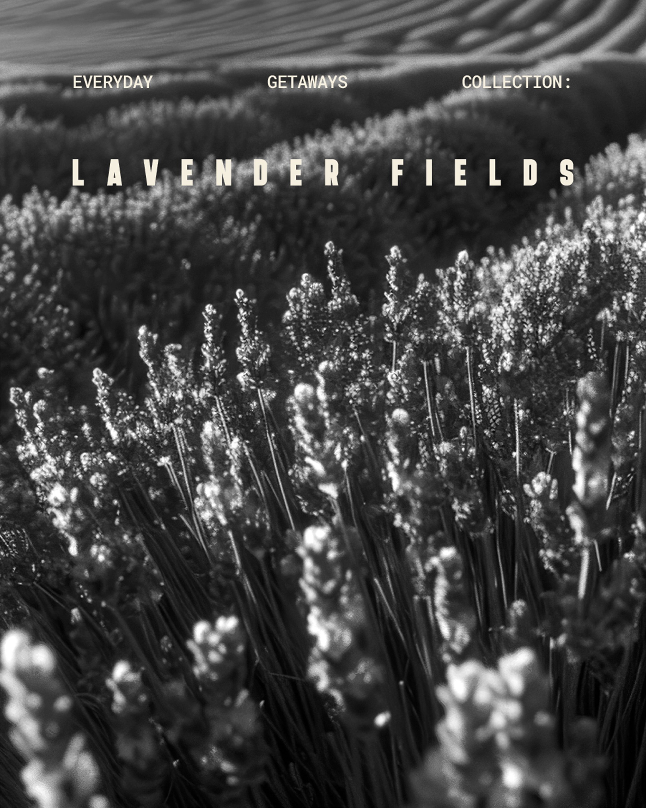 CoveAndLaneStudio_Social_EverydayGetaways_LavenderFields_12oz_Intro@2x.jpg