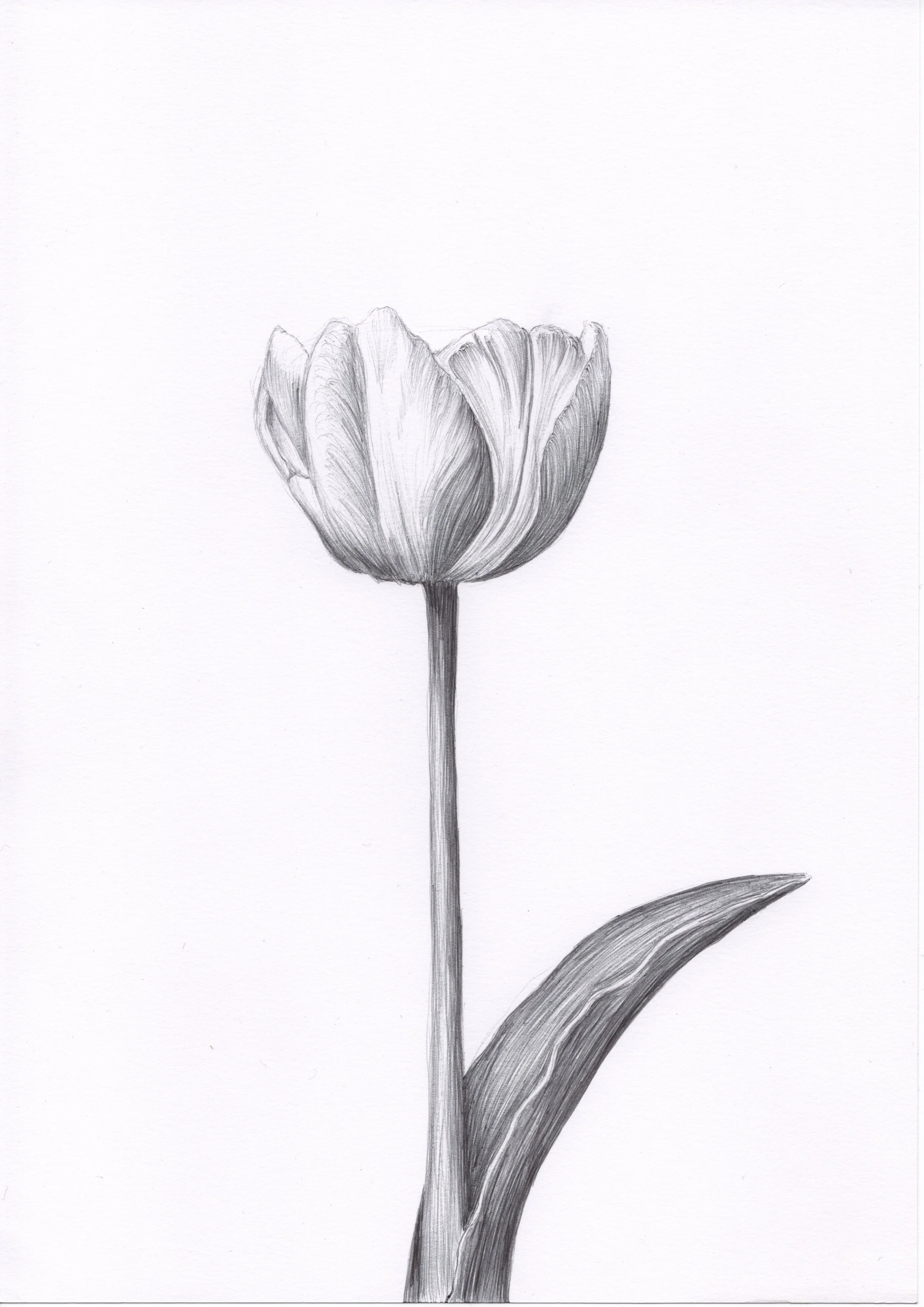Workshop Botanisch tekenen met balpen - Bussum