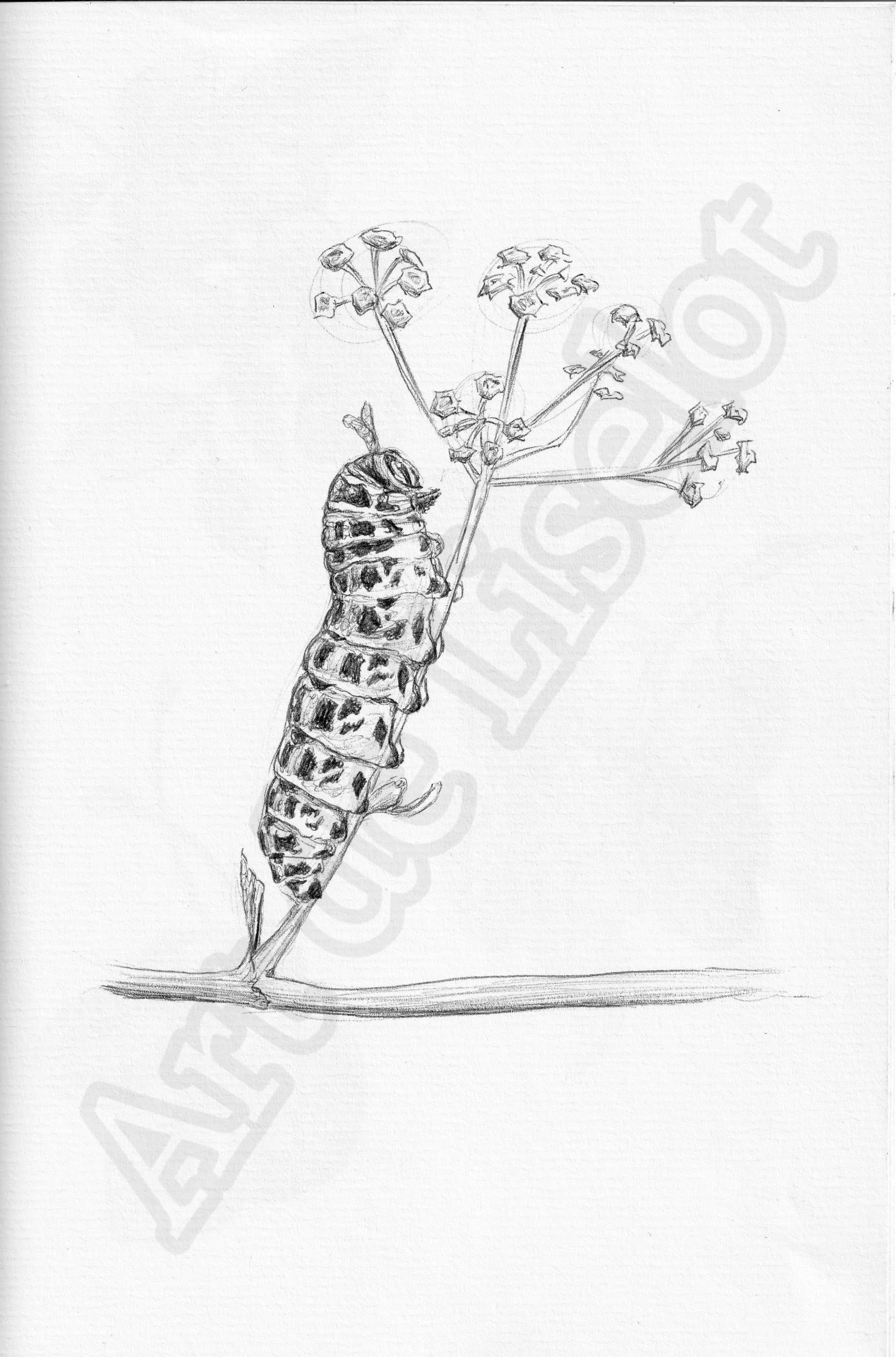 Project (20260303091417).jpg