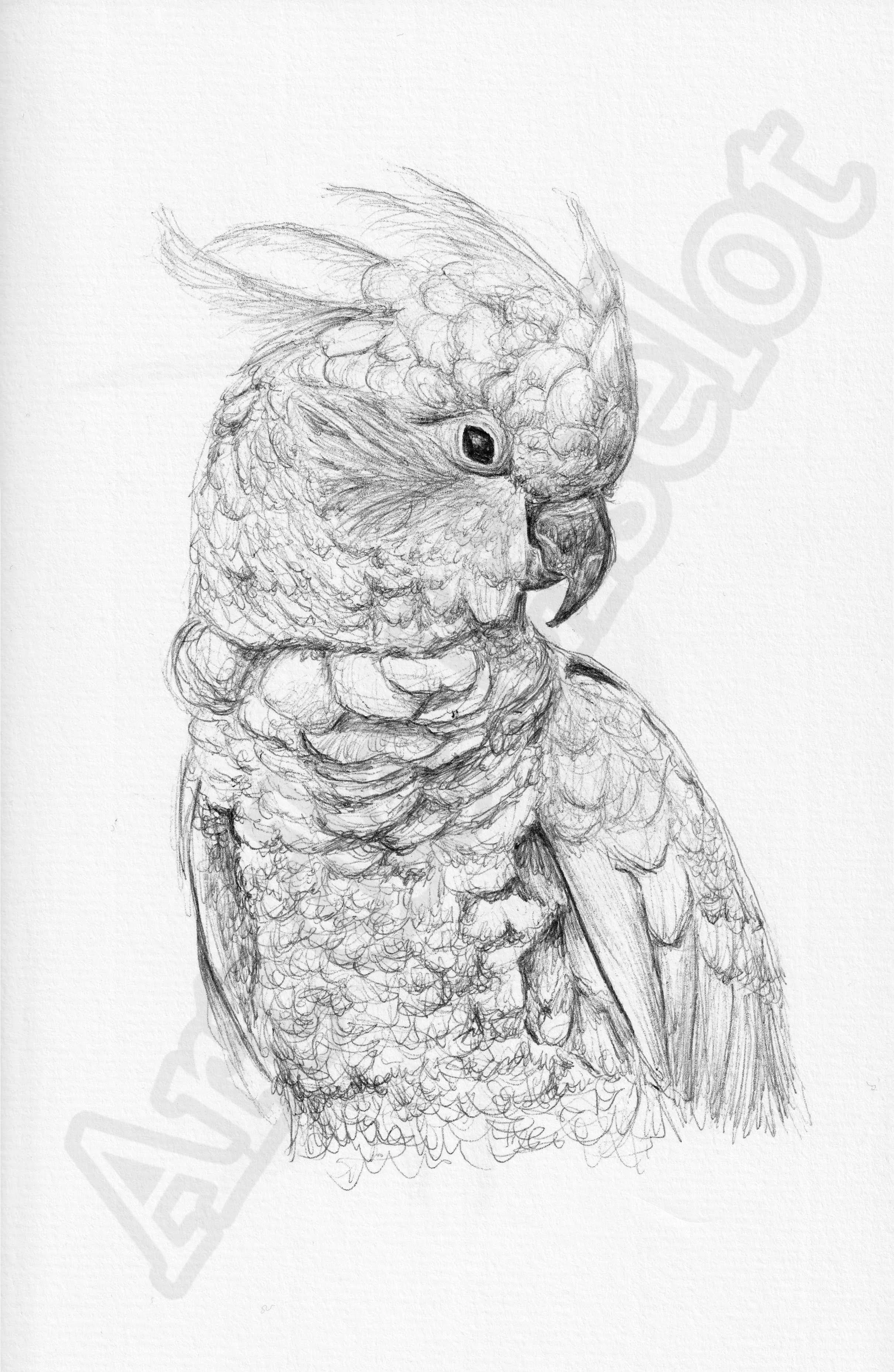 Project (20260303093303).jpg