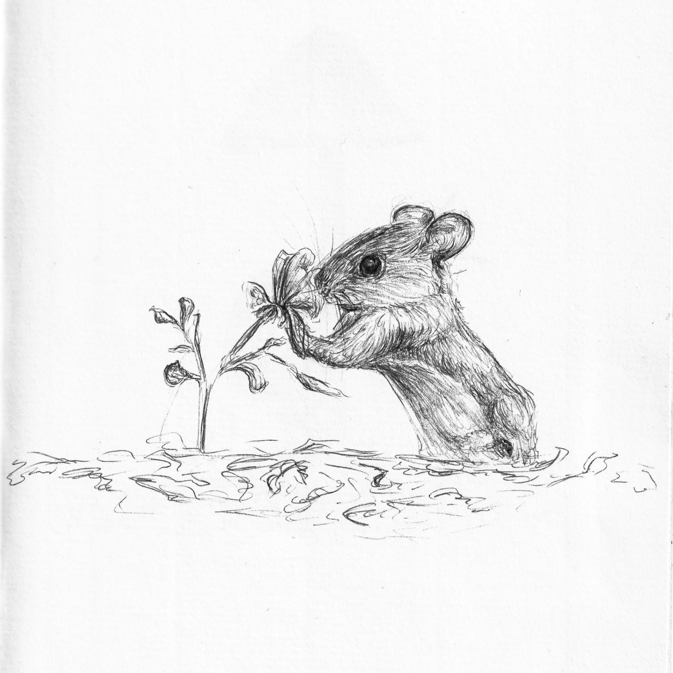 Workshop natuur tekenen met balpen - Bussum