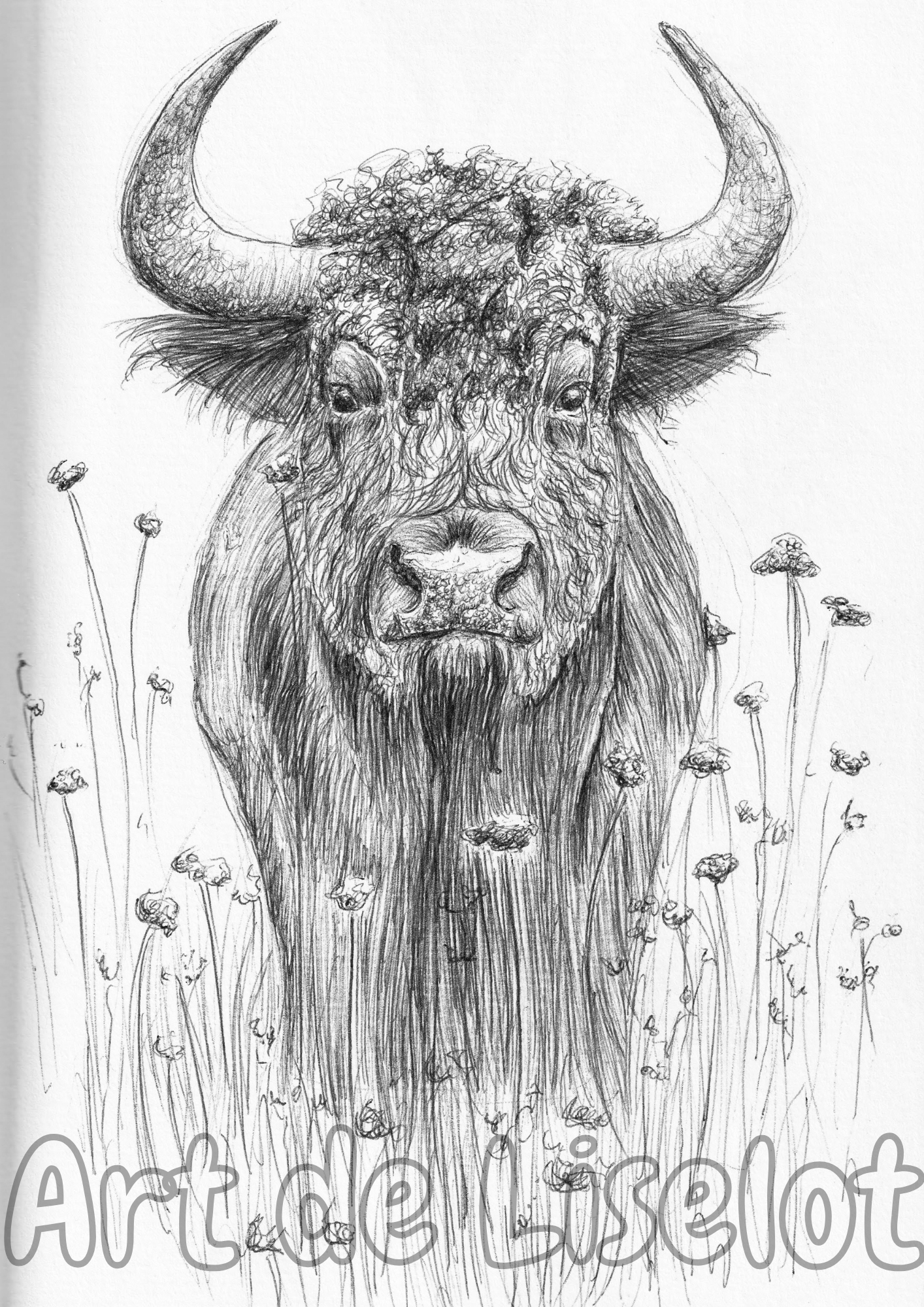 highland cow in flower field