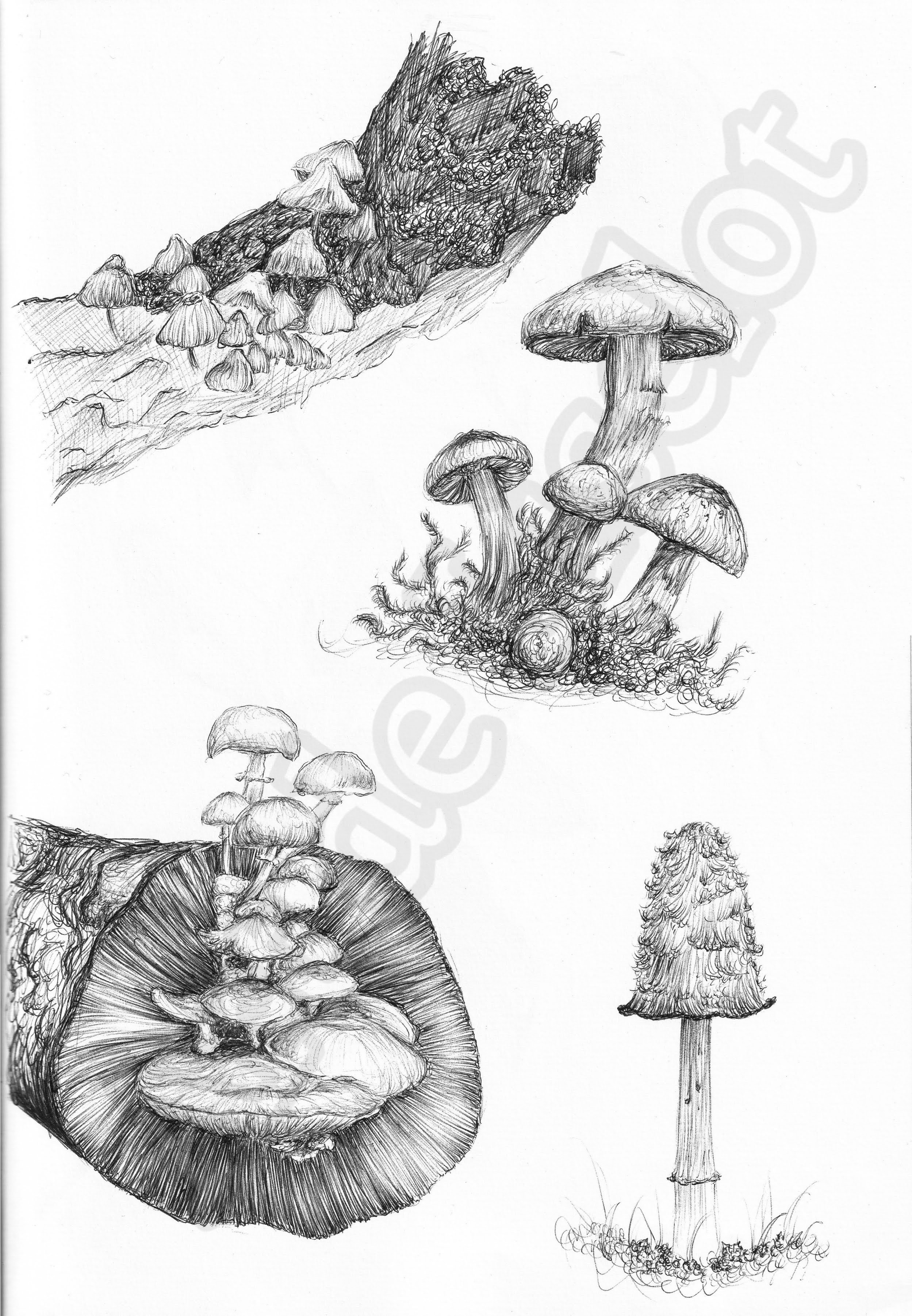 Project (20260304090105).jpg