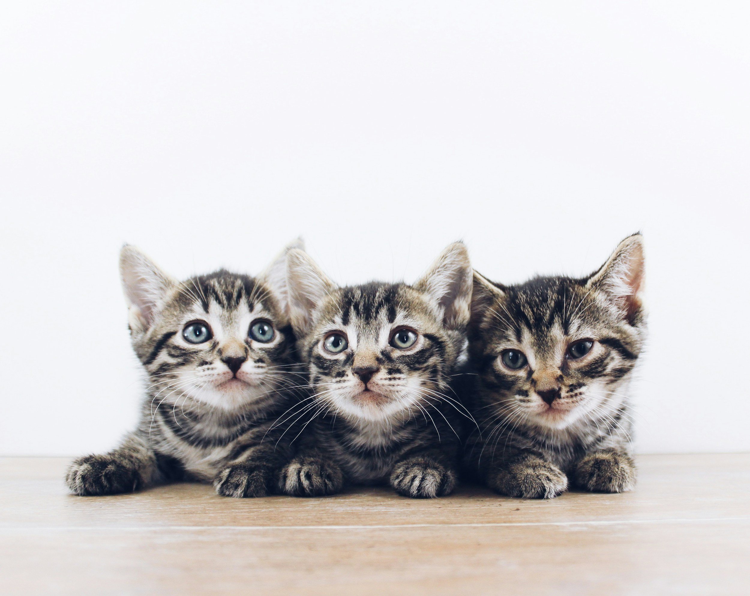 Cute tabby kittens looking innocent—proof Heather doesn't actually hate them. Resting face fail.