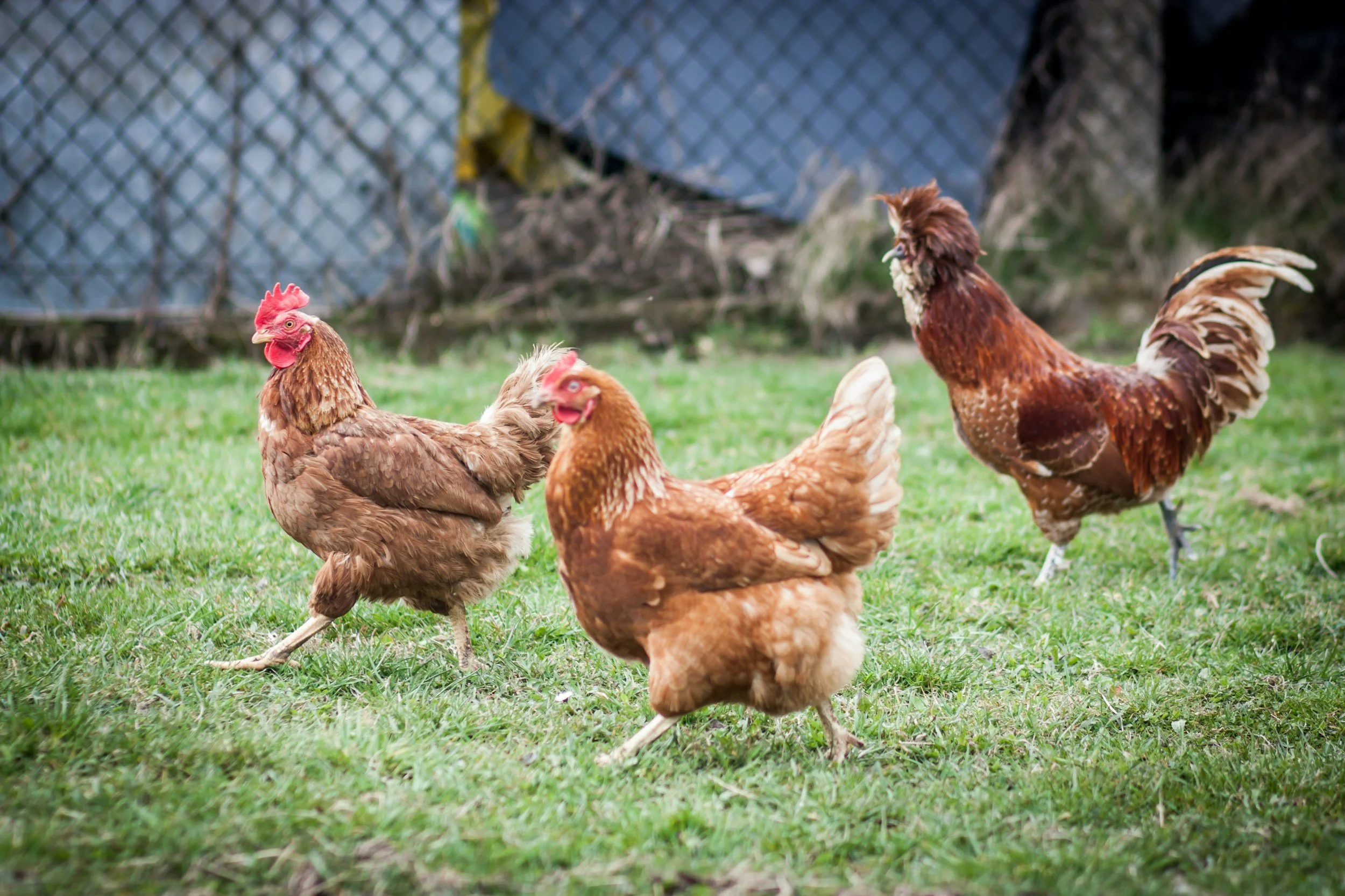Three brown chickens running across the grass — a fun illustration of Heather 'herding chickens' on the weekends. Contact page image at Genuine Midwest Consulting.