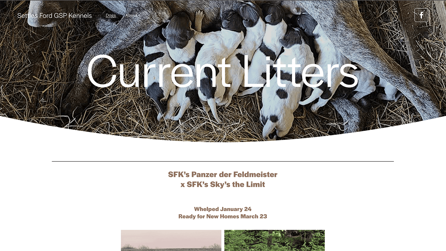 Adorable mama dog with her brand-new pups feeding—real Kansas breeder moment. Heather's portfolio.