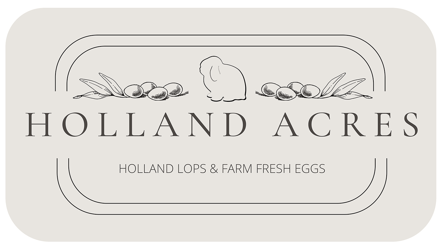 Custom logo for Holland Acres, a small Midwest rabbitry and egg farm — featuring a Holland Lop bunny with fresh eggs and olive branches. Clean, elegant, farm-inspired design by Heather at Genuine Midwest Consulting.