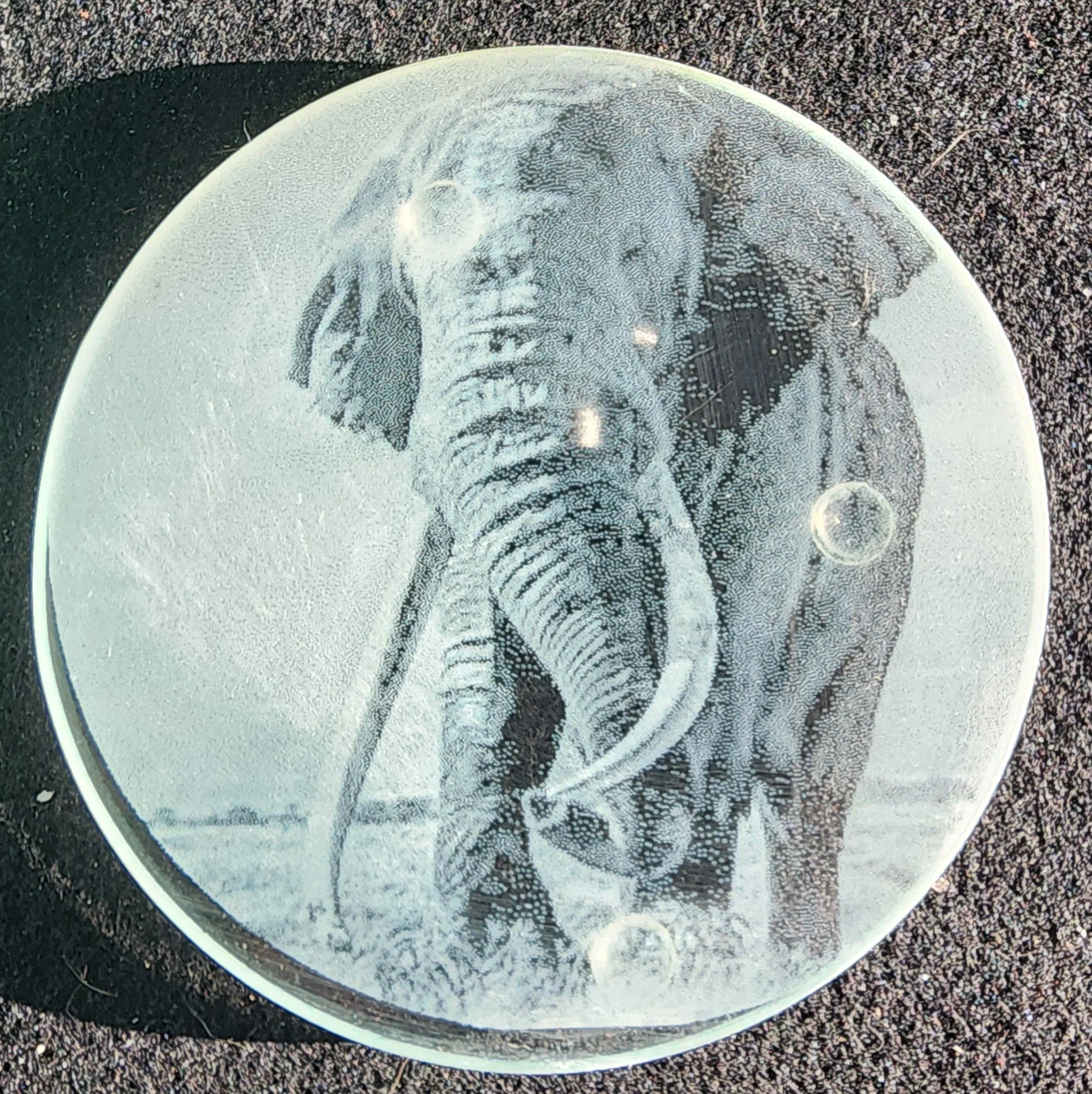 Elephant grass photo engraving.JPG