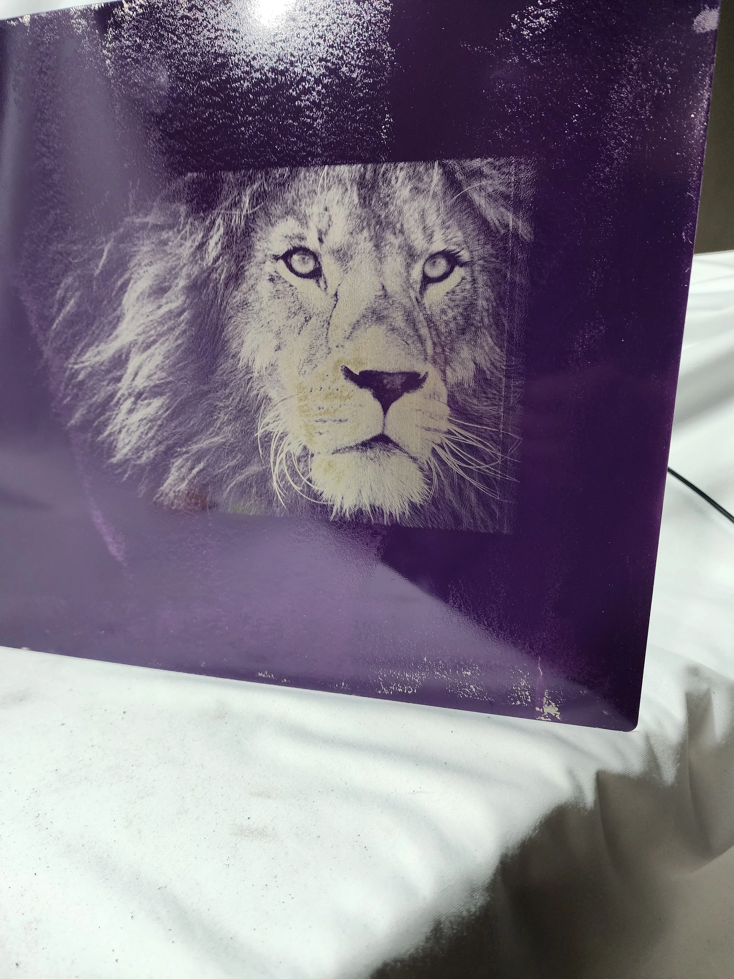 lion on stainless.jpg