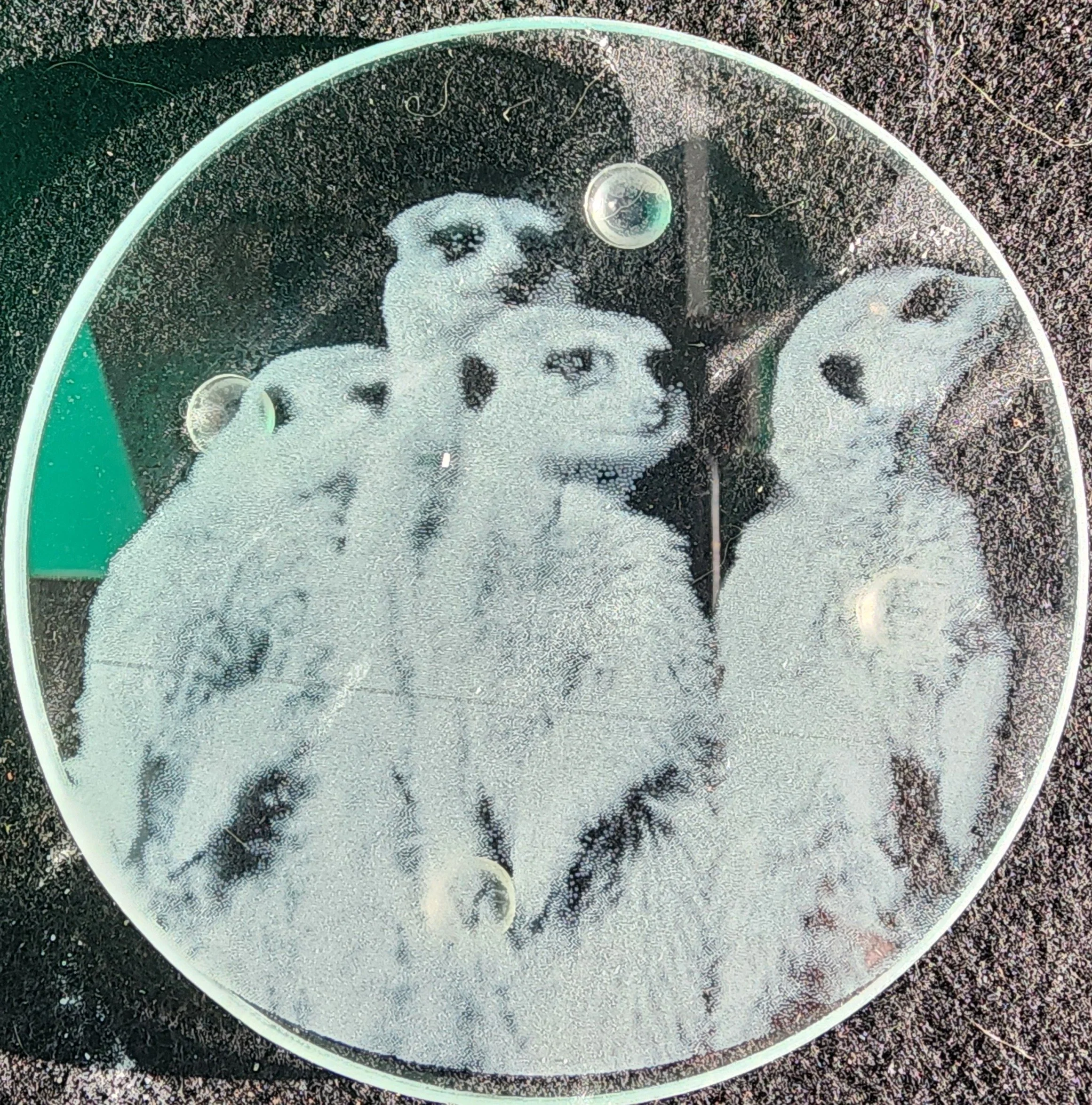 Meerkats glass coaster phot engraved.JPG