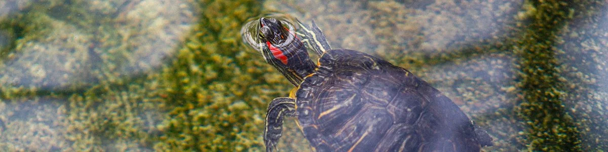 baby-turtle-pond-allan-gardens-toronto.jpg