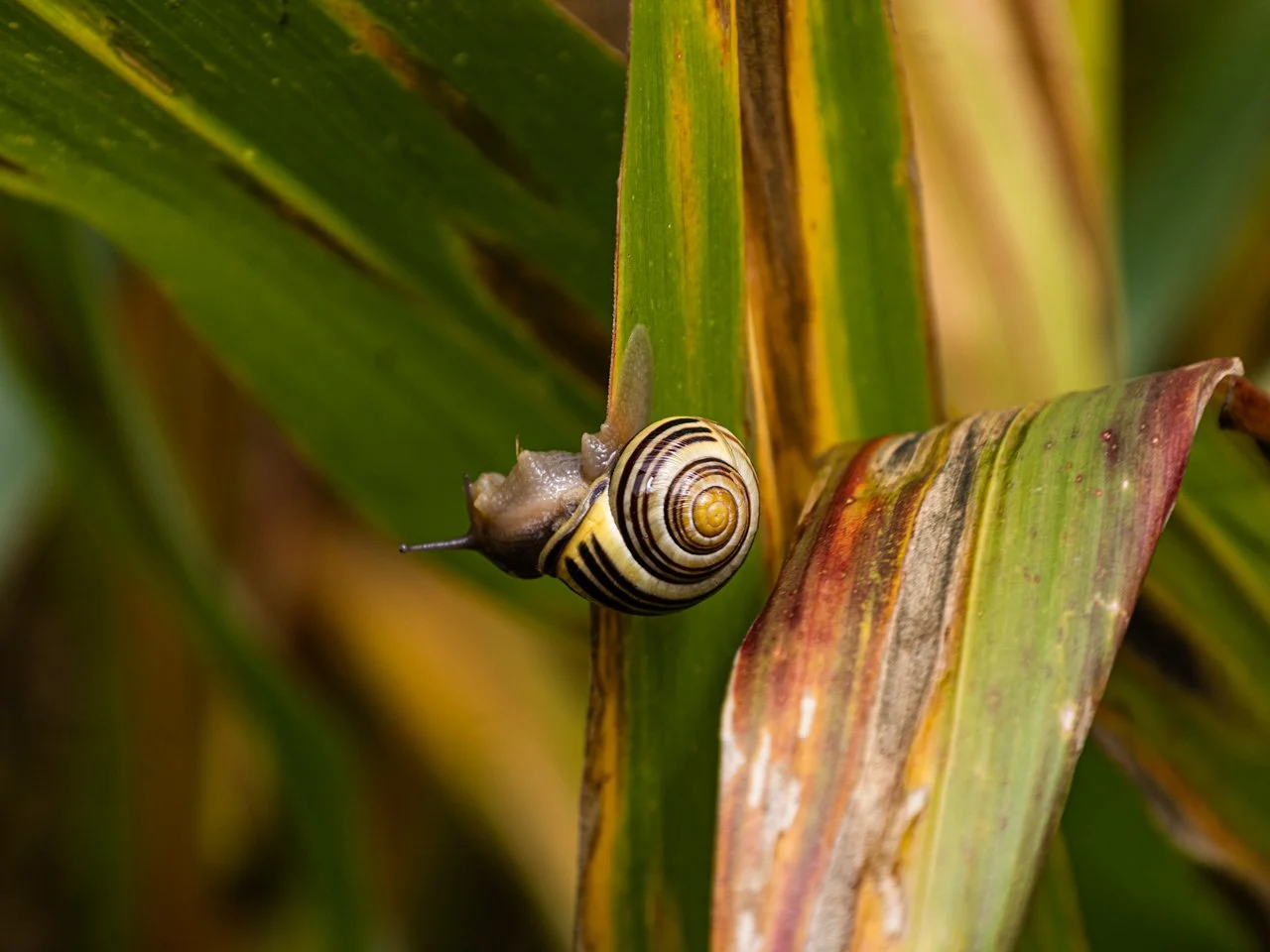 macro-snail-corn-leaf-caledon-farm-ontario.jpg