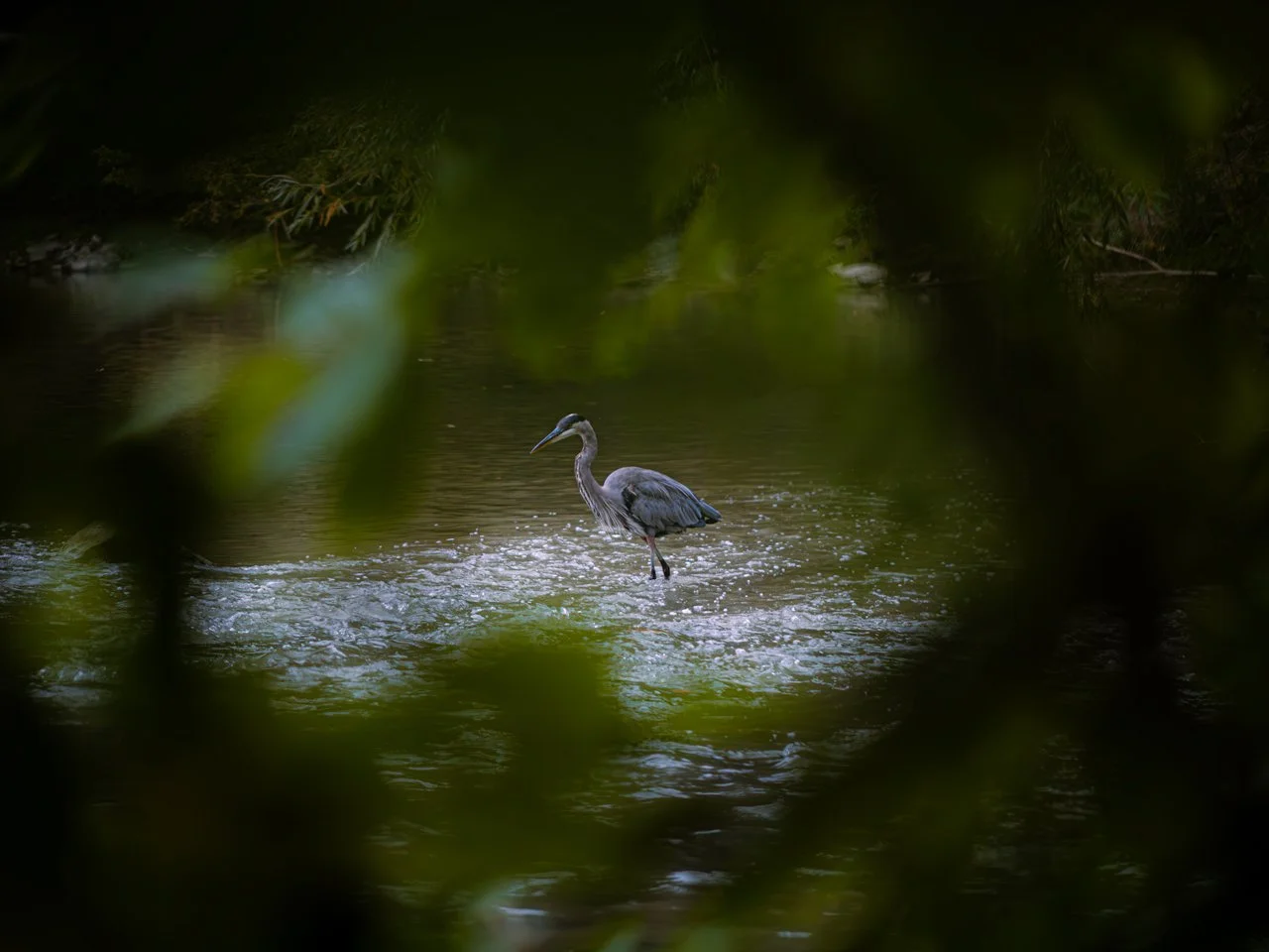 great-blue-heron-humber-river-toronto-wildlife.jpg