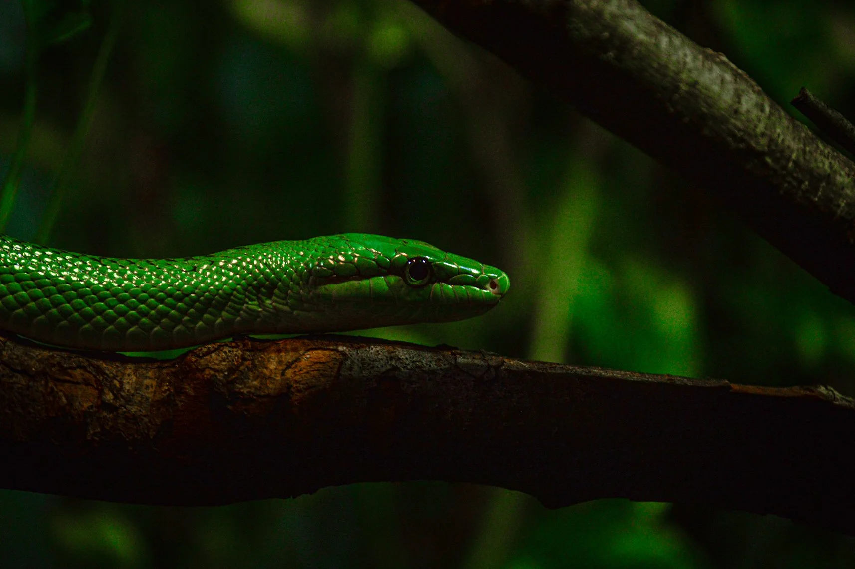 green-snake-macro-portrait-toronto-zoo.jpg