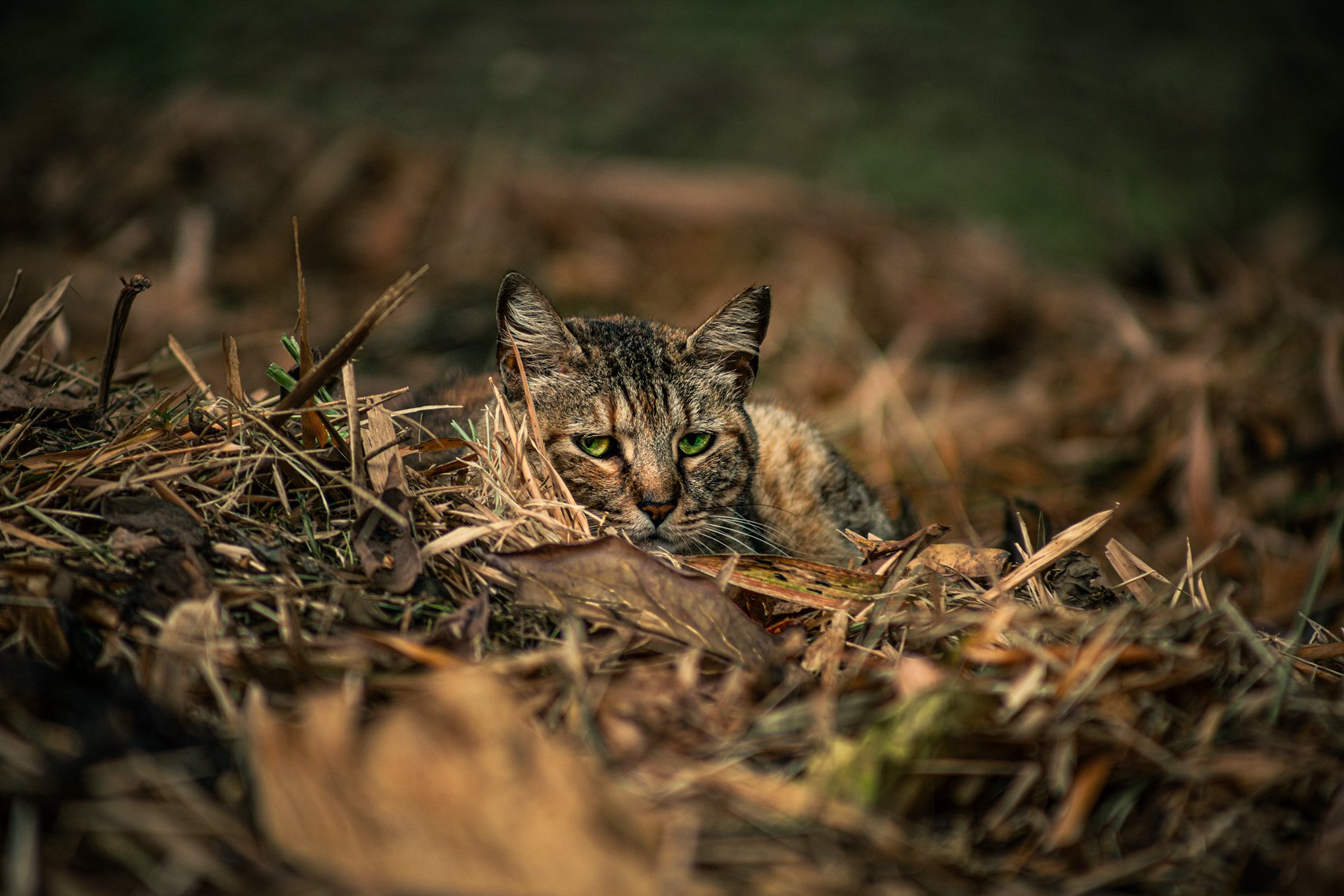 cat-portrait-autumn-leaves-medellin-colombia.jpg