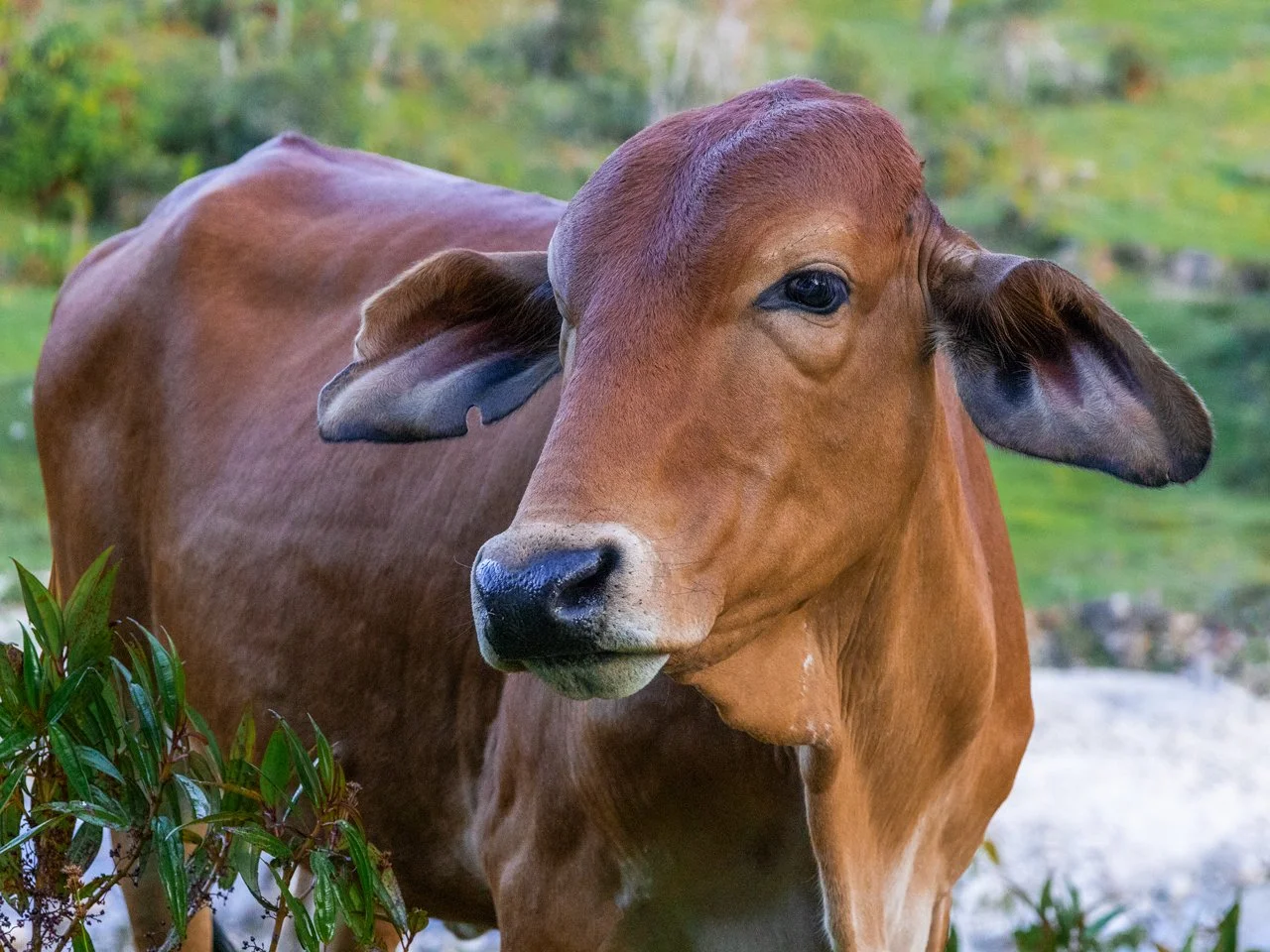 vibrant-cow-portrait-guatape-farmlands-colombia.jpg