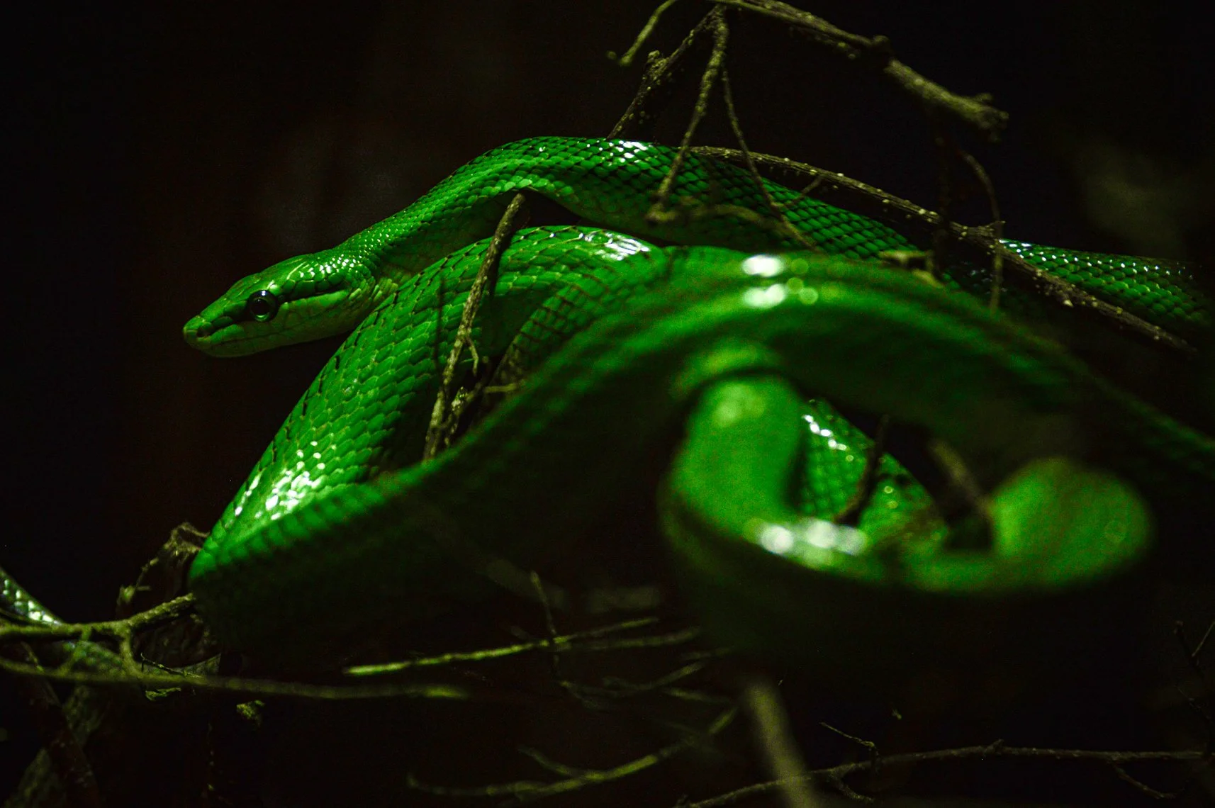 coiled-green-snake-macro-toronto-zoo-portrait.jpg