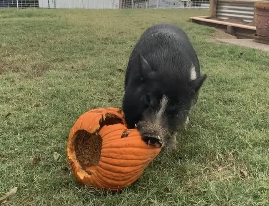 Thanksgiving: A Treat for All