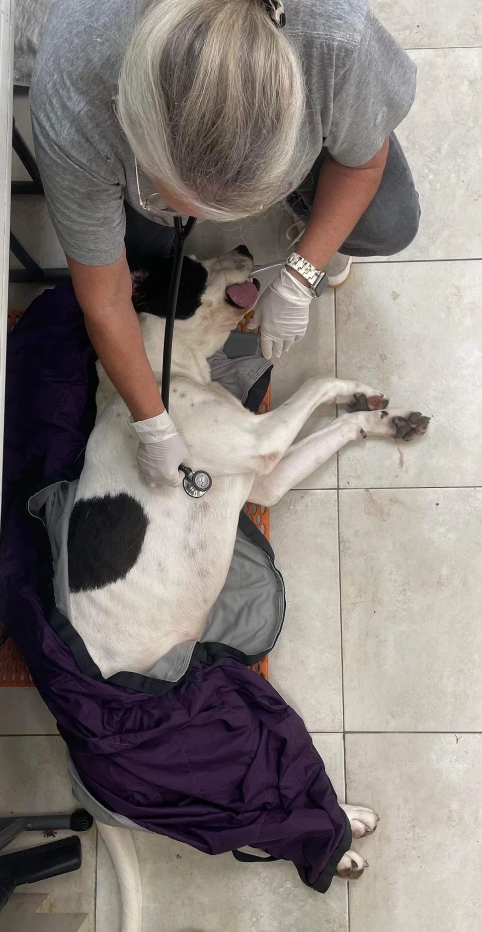 Jonna volunteering as a vet tech at the low-income spay and neuter clinic.