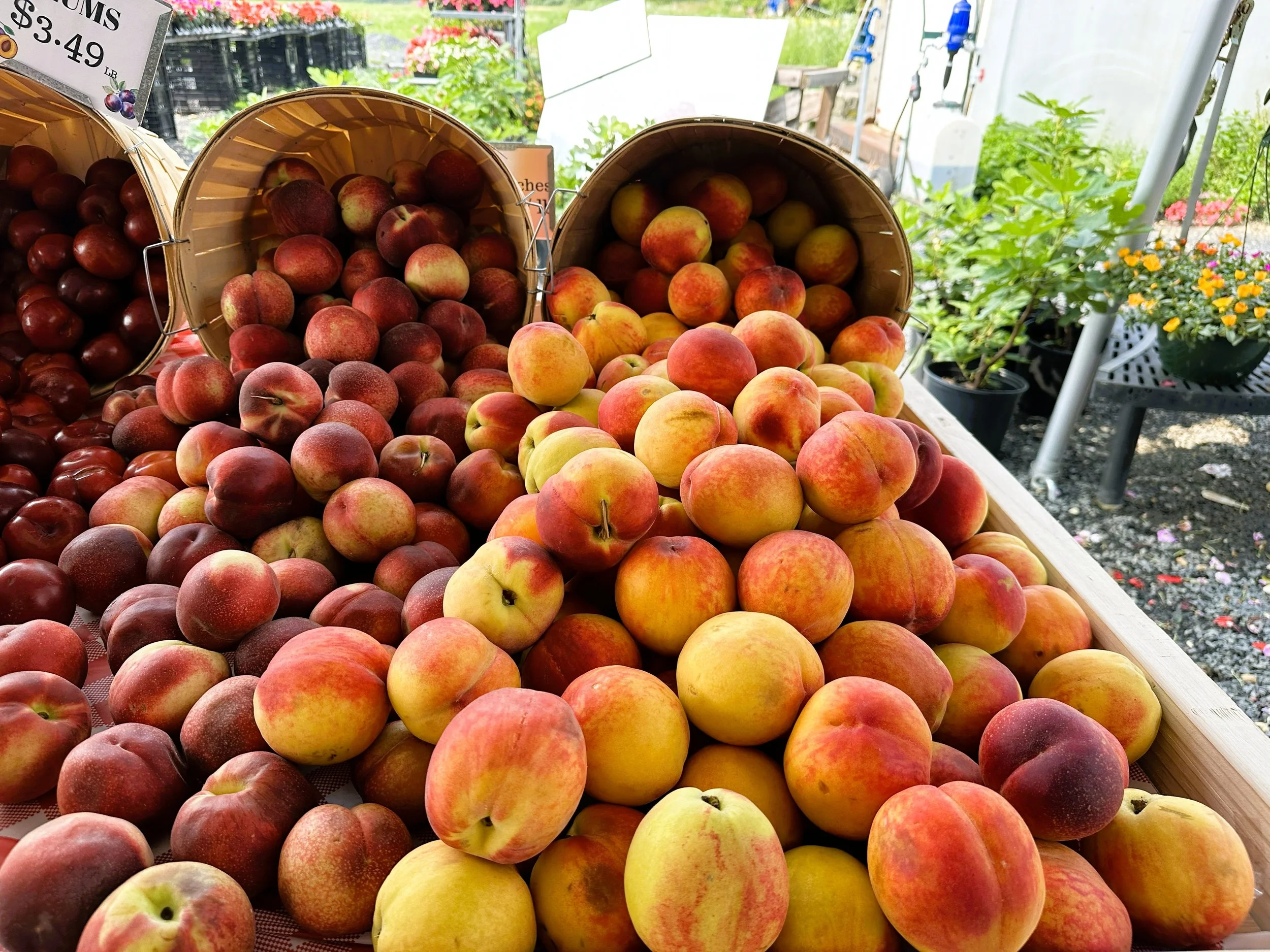 Display of fresh peaches and nectarines at an outdoor market stand with garden plants in the background.