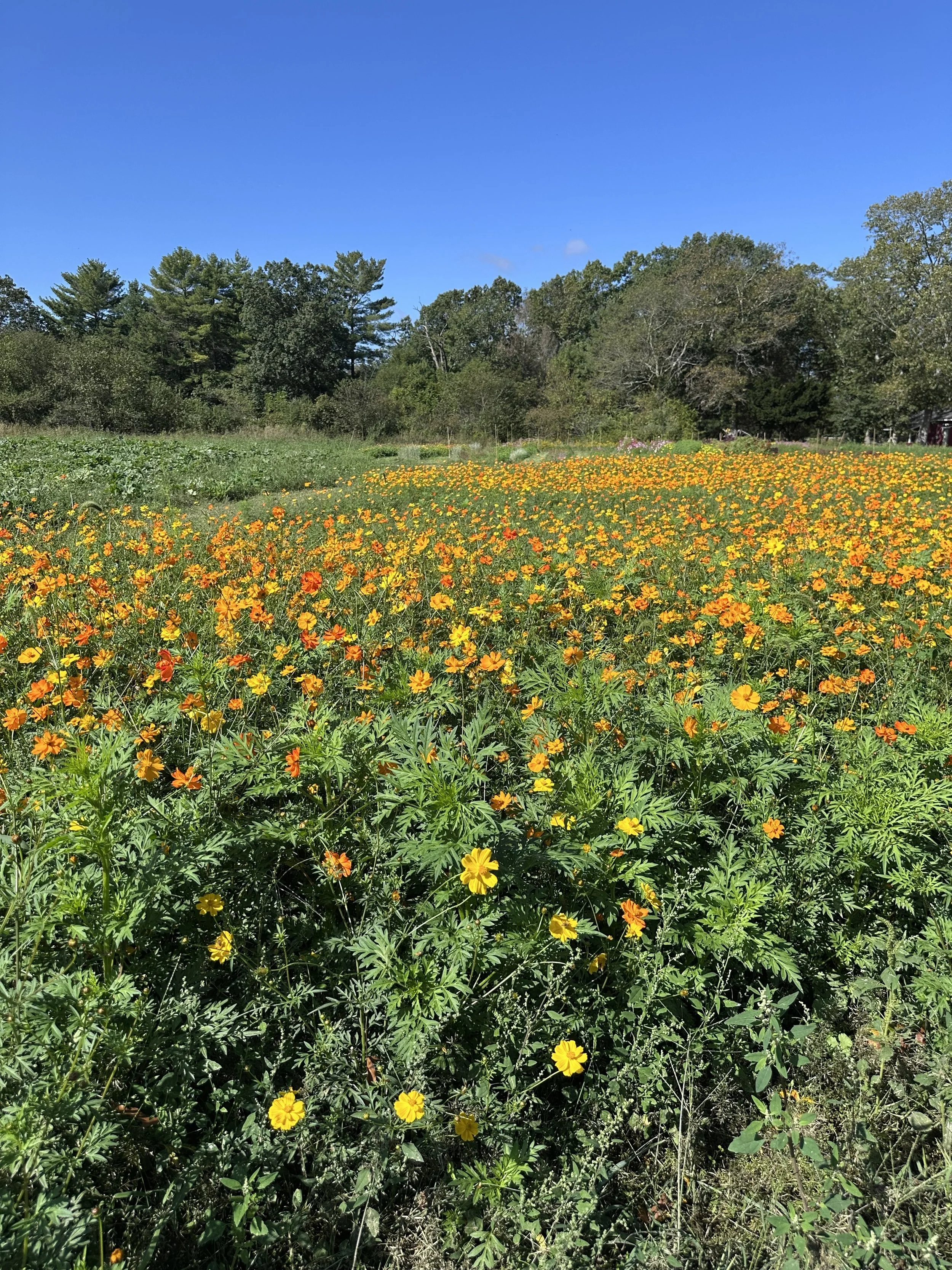 A field of yellow and orange flowers under a clear blue sky, with trees in the background.