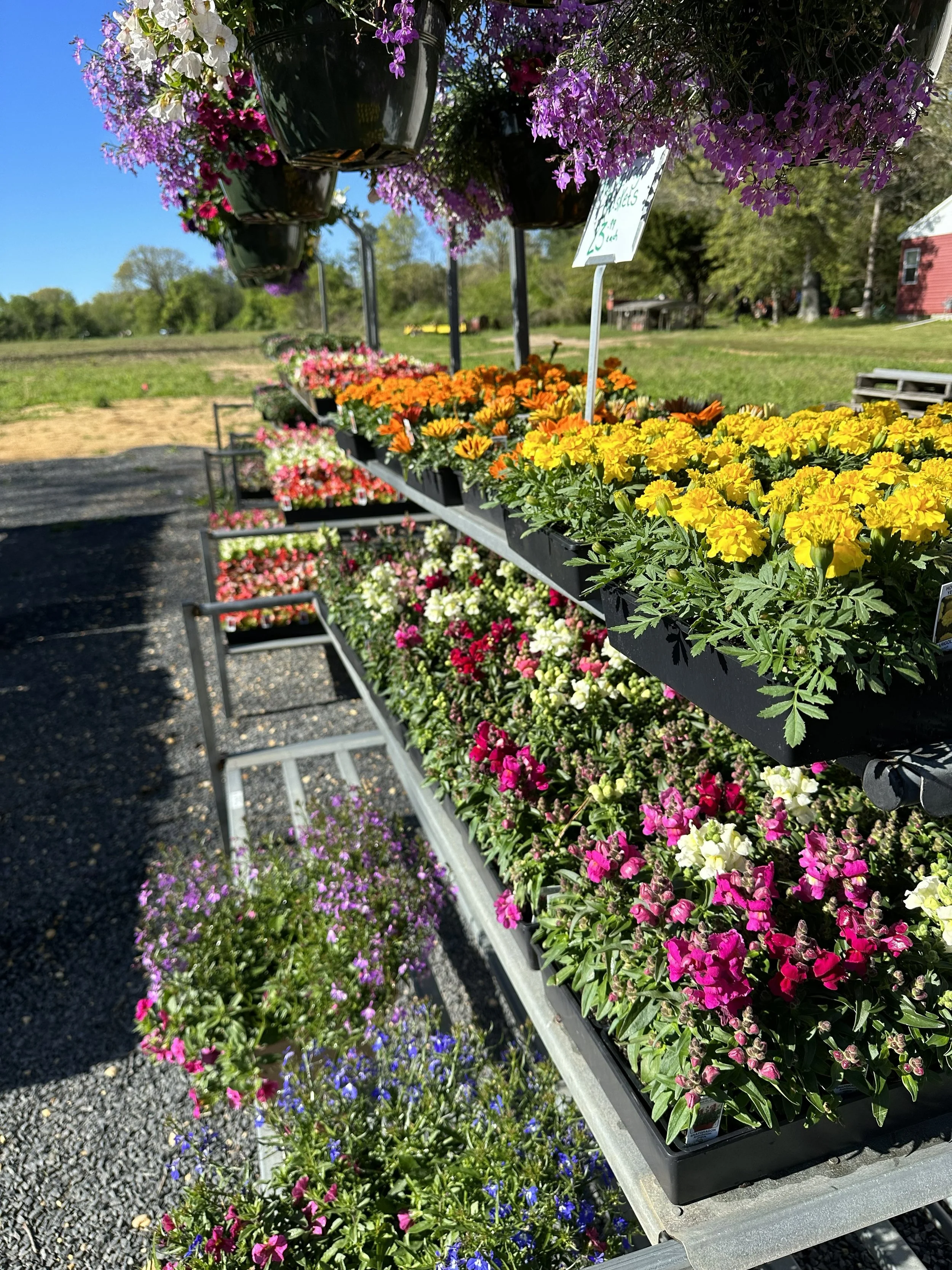 Display of colorful potted flowers at an outdoor flower stand on a sunny day