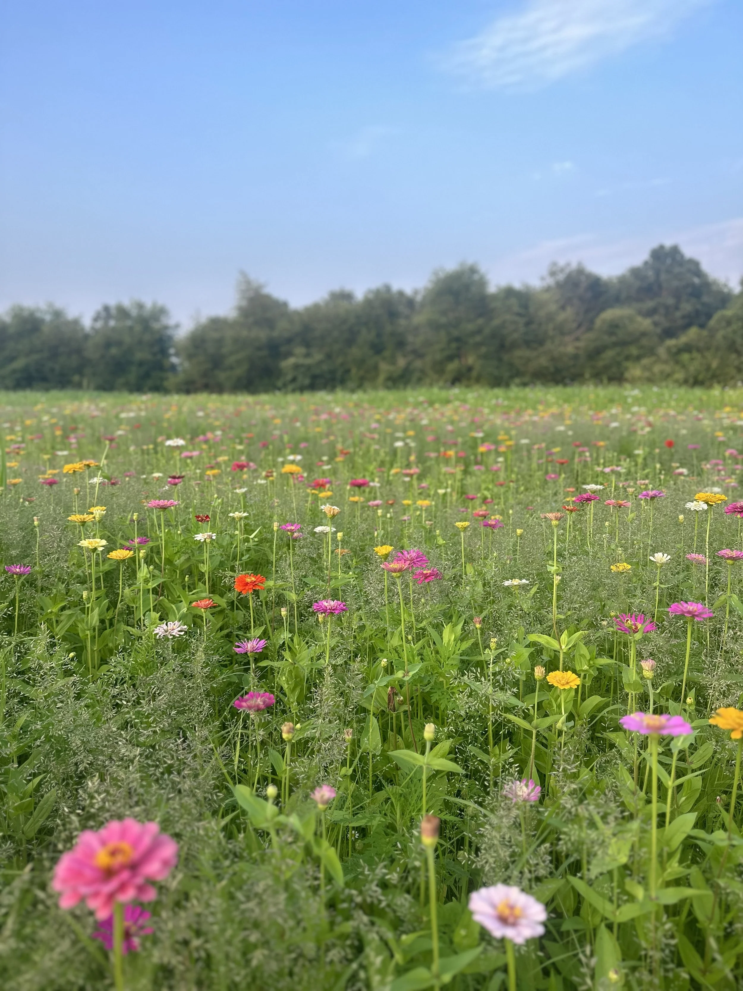 A vibrant field of colorful wildflowers with a backdrop of trees and a clear blue sky.