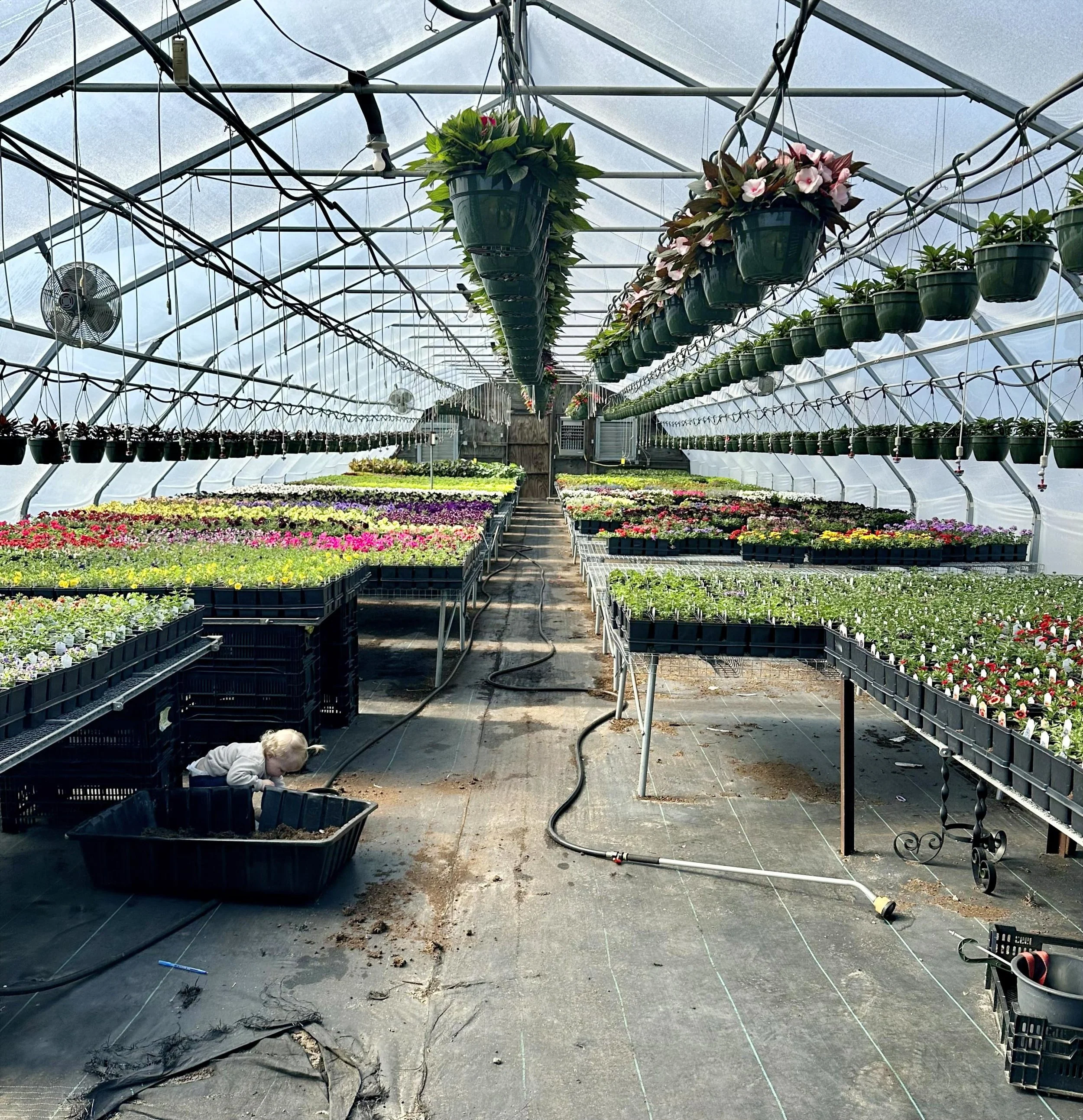 Inside a large greenhouse with rows of colorful flowering plants on tables and hanging baskets, a child is playing in a black container on the ground.