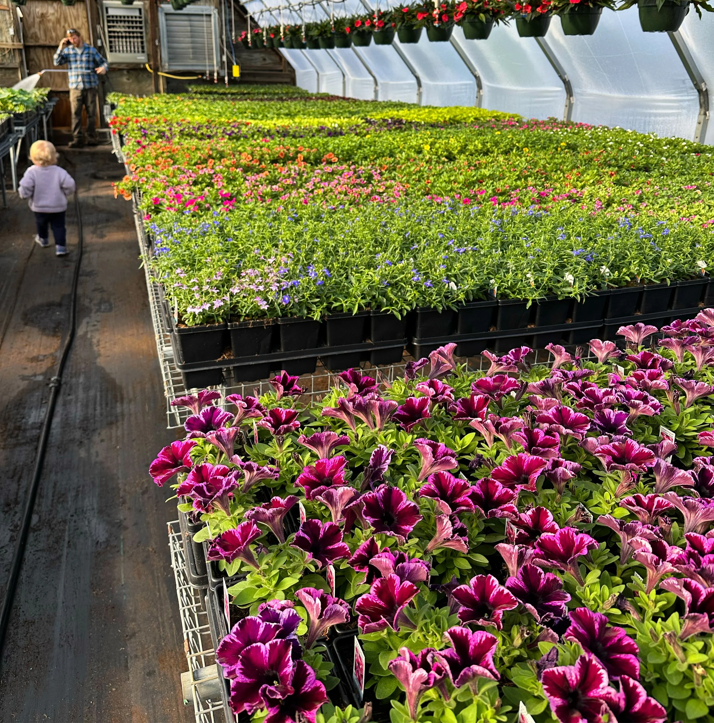 Inside a greenhouse filled with colorful potted flowers arranged on metal shelves, with a man and a child walking along the aisle, and hanging flower pots above.