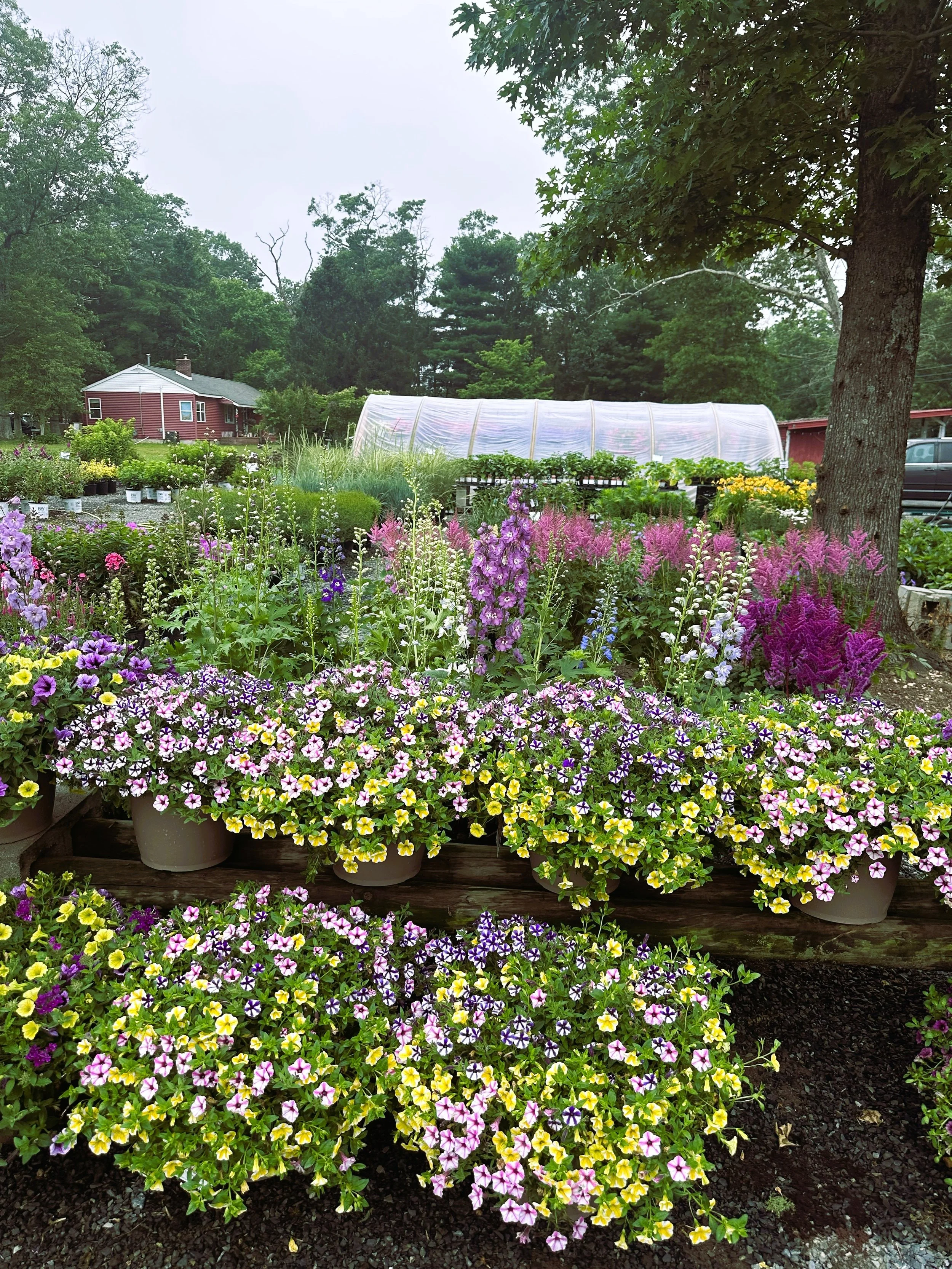 Colorful flower garden with various blooming flowers in pots, a greenhouse in the background, and trees surrounding the area.
