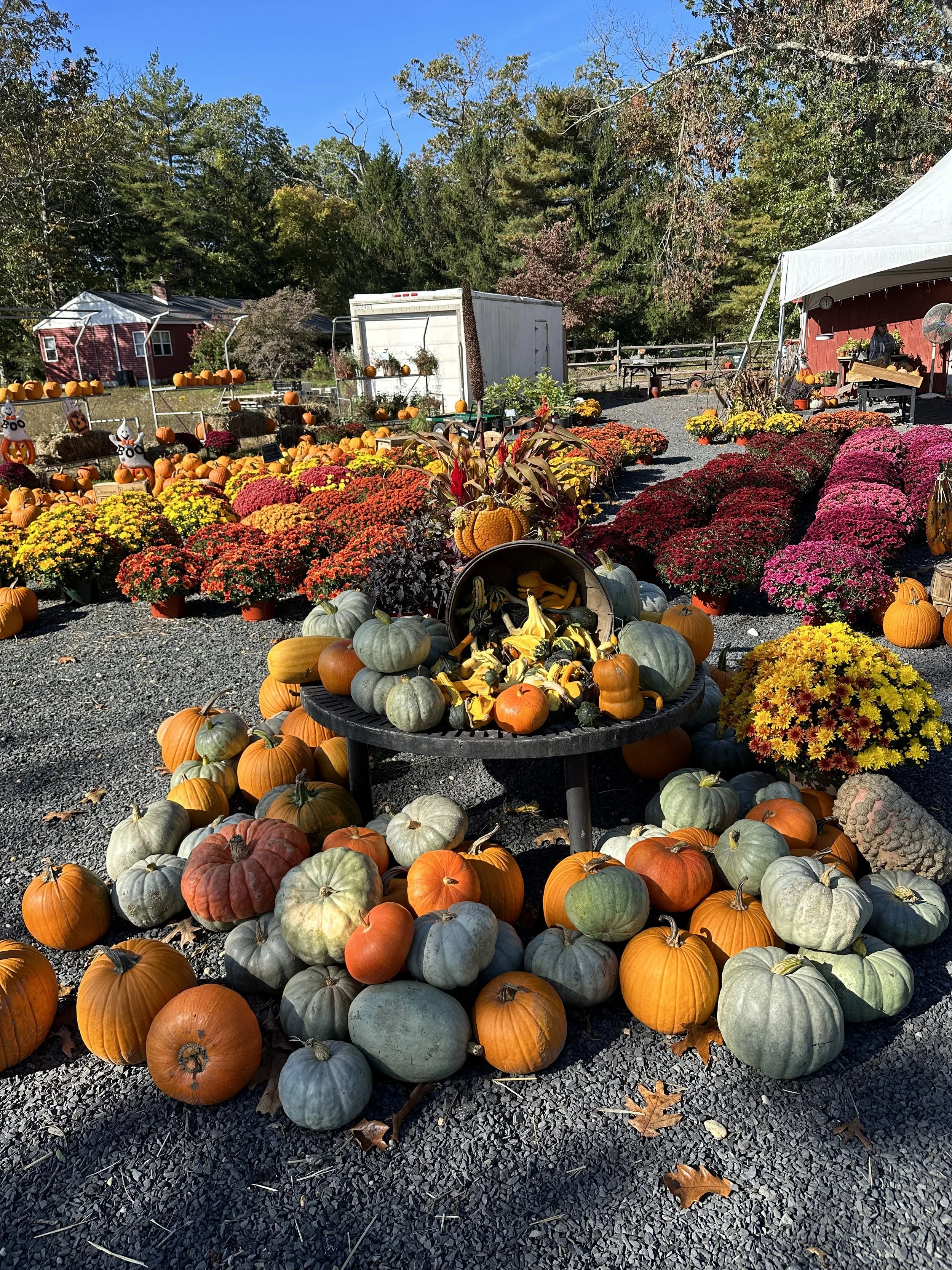 A vibrant pumpkin and flower display at a fall harvest outdoor market. Pumpkins, gourds, and colorful chrysanthemums are arranged on the ground and tables, with a backdrop of trees and a red barn.