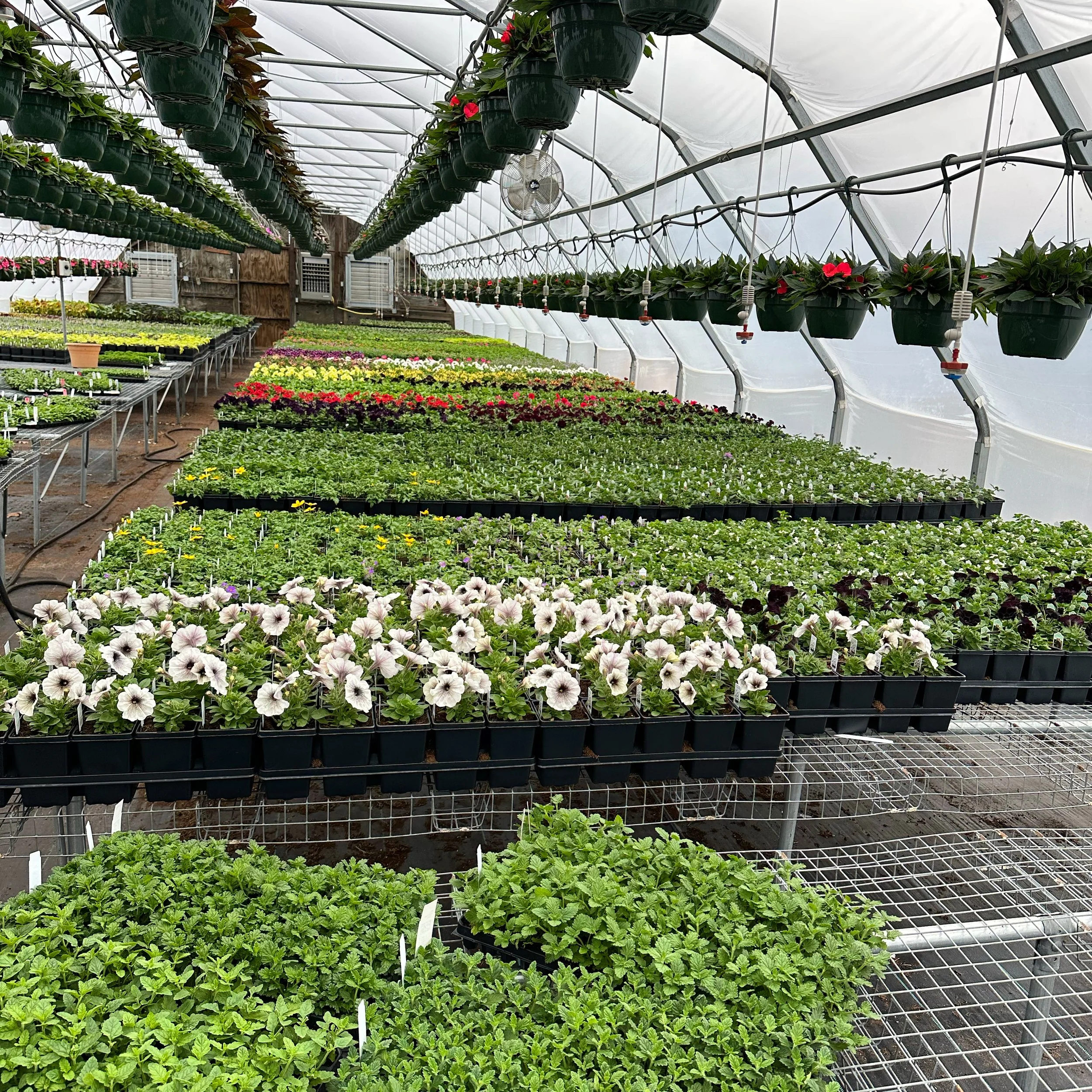 The image shows the interior of a greenhouse filled with rows of potted flowering plants and greenery, with hanging flower pots and a fan visible on the ceiling.