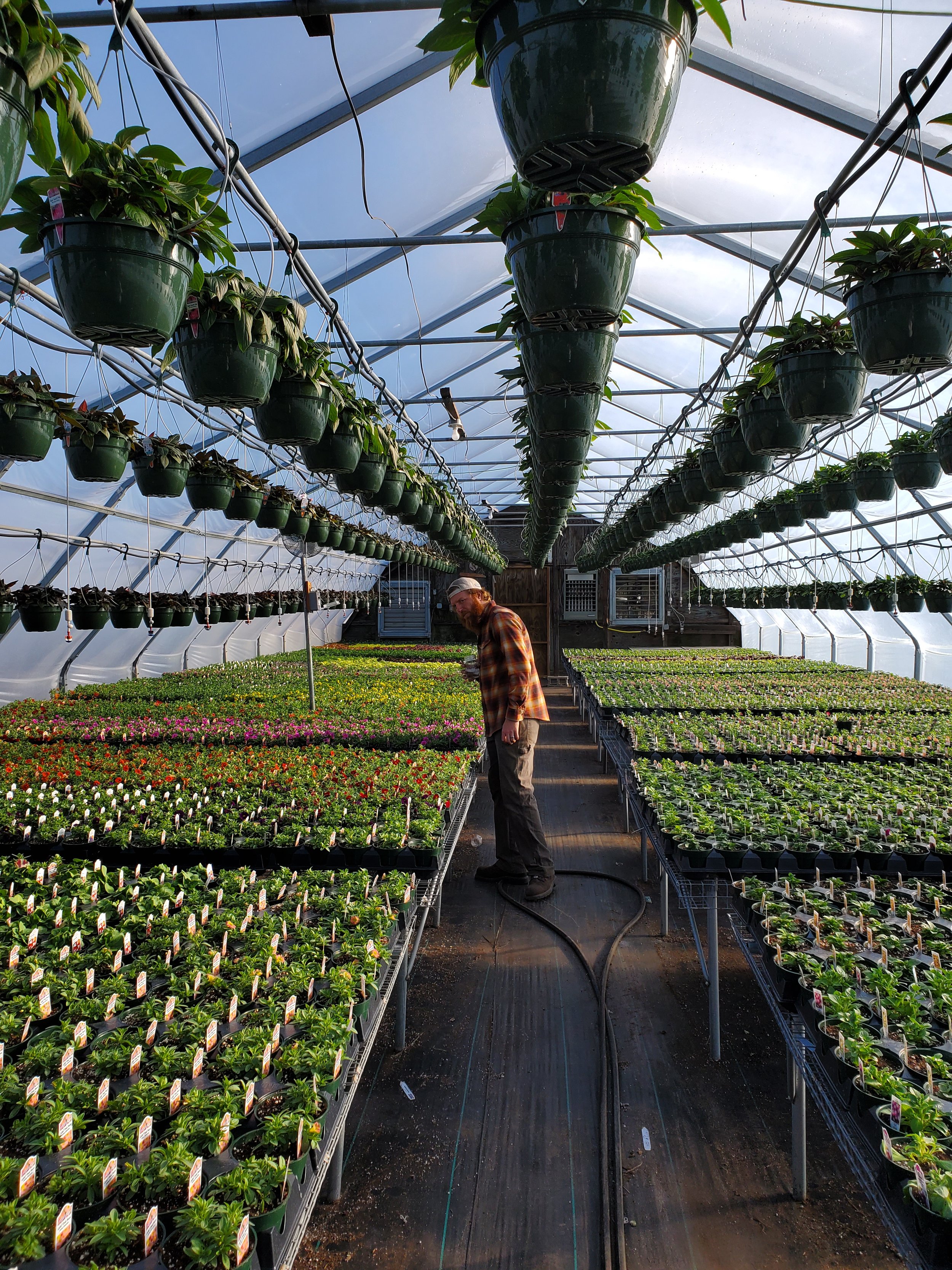 A man working in a greenhouse filled with rows of potted plants and hanging flower pots, with metal shelving and a plastic roof.