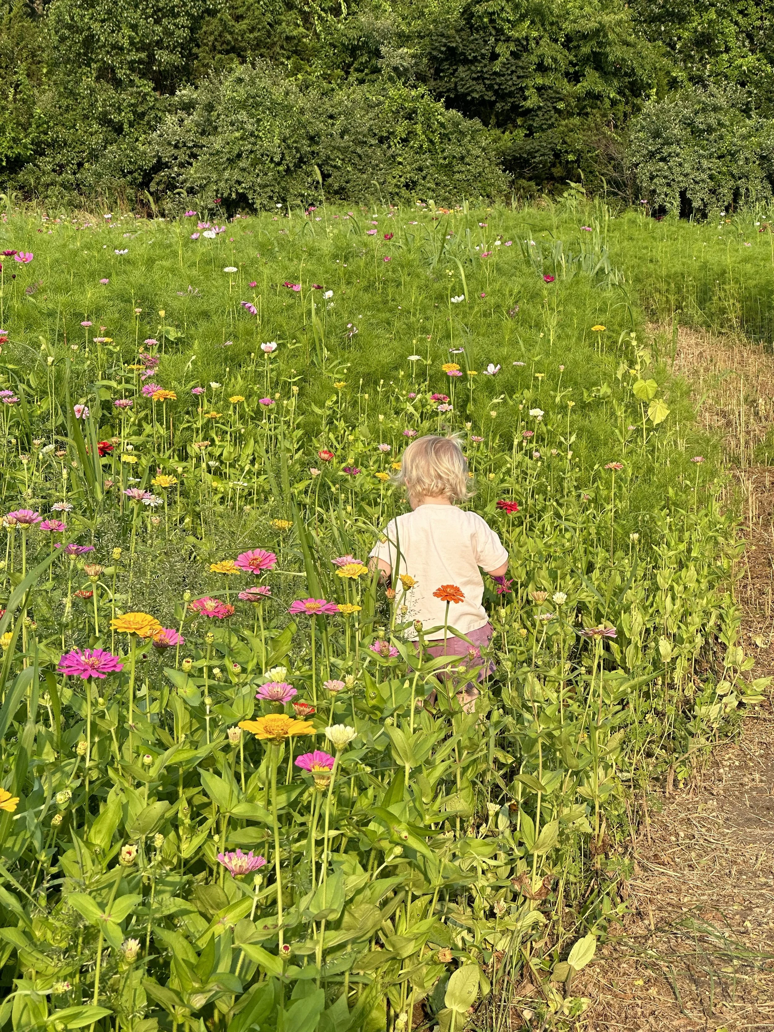 Child with blonde hair walking through a flower field with colorful blooms and lush green trees in the background.