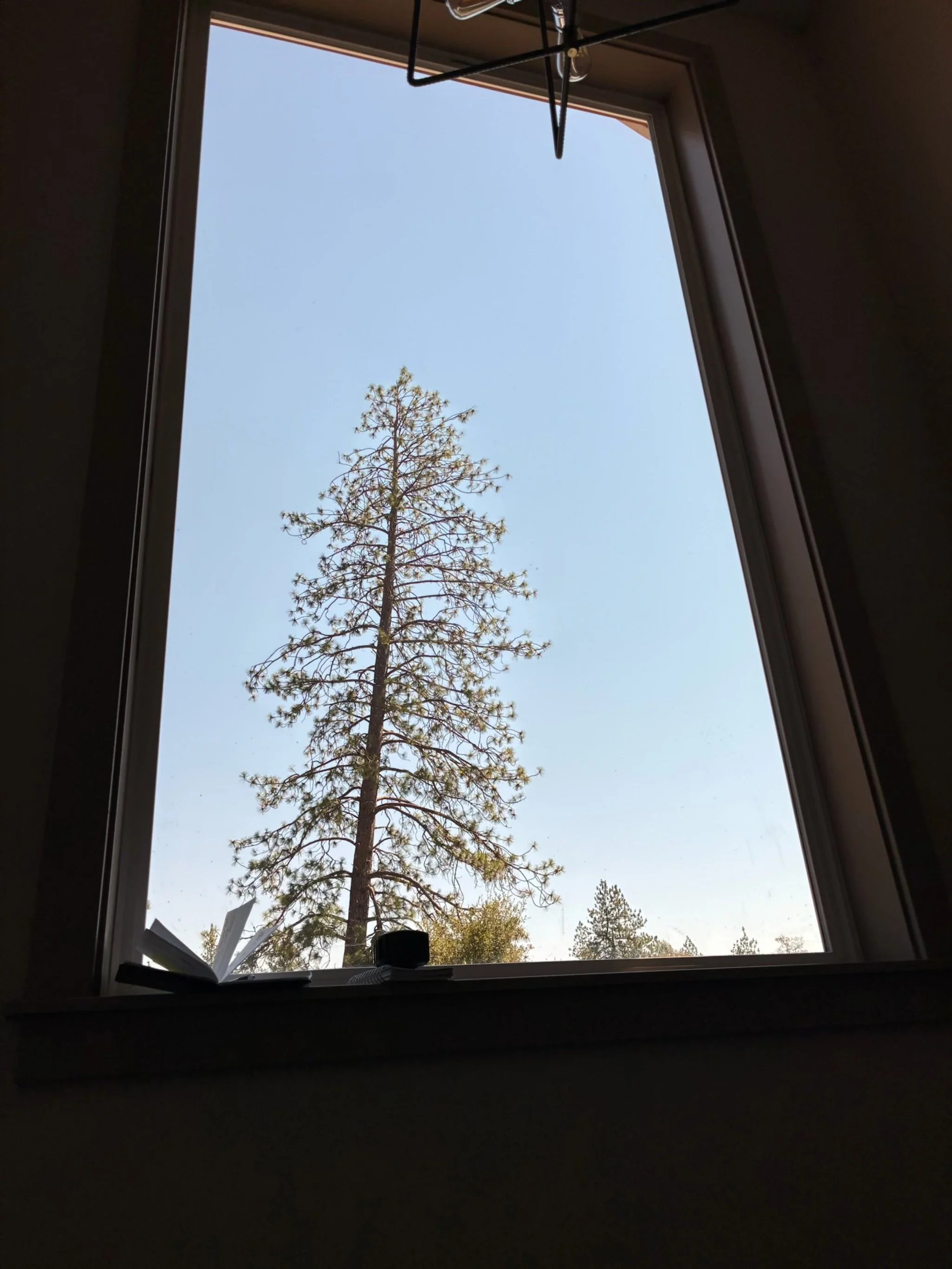 View of a tall pine tree seen through a window with partially opened window blinds.