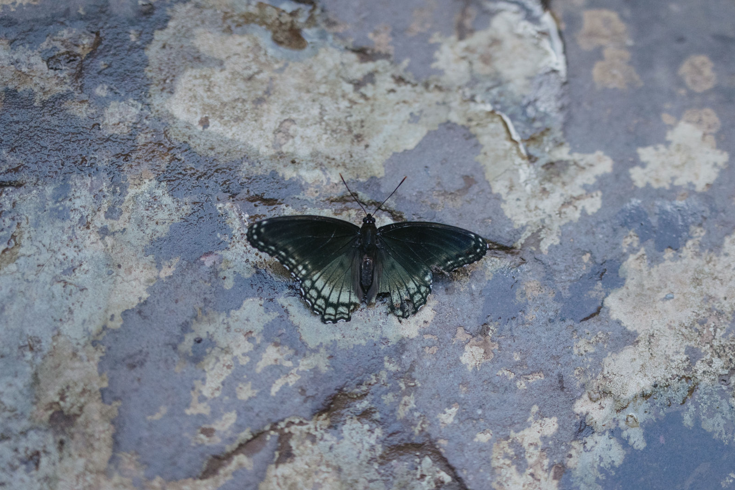 Screen Shot 2026-02-06 at 12.05.29 PM.png