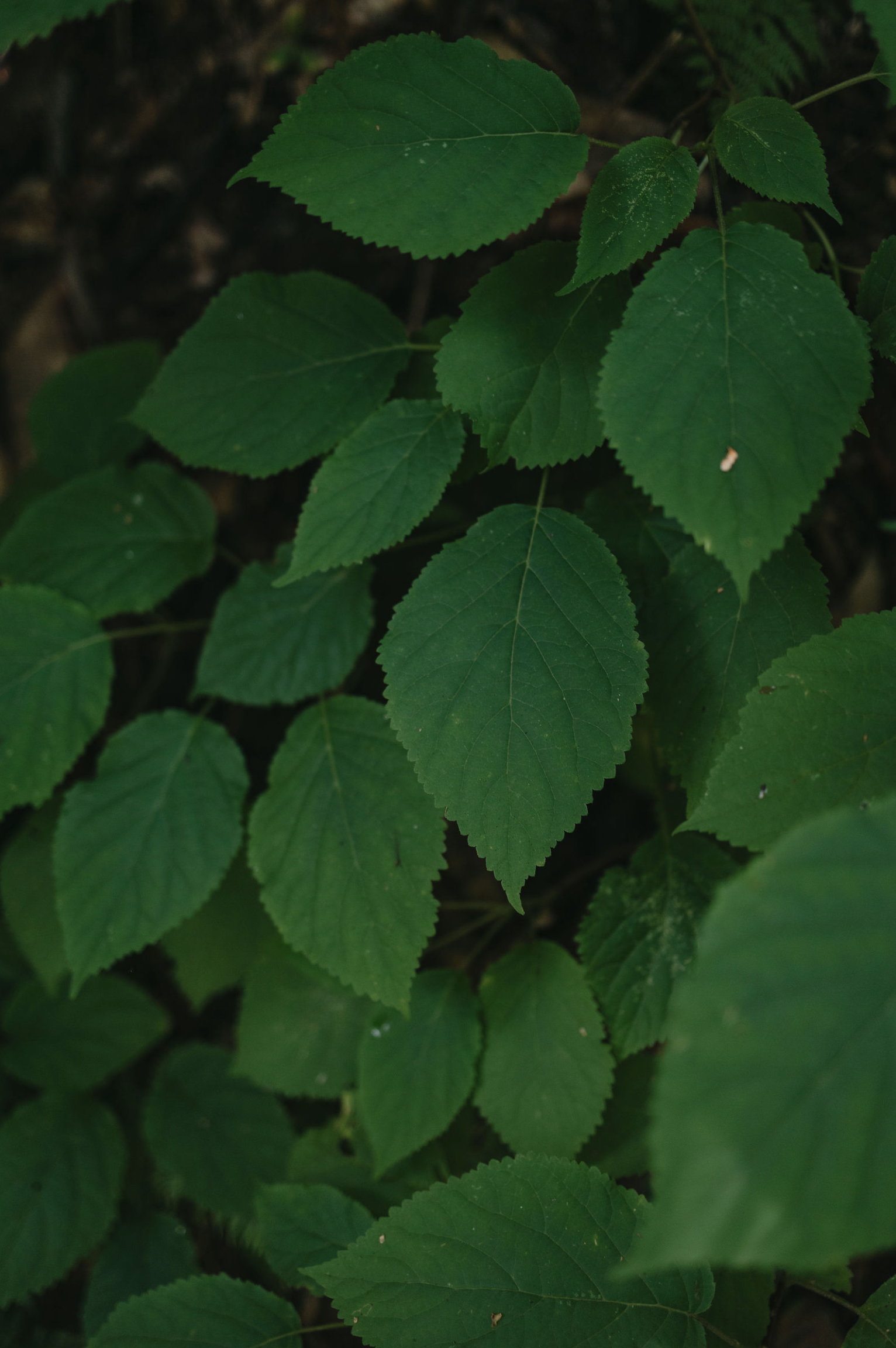 Screen Shot 2026-02-06 at 12.07.43 PM.png