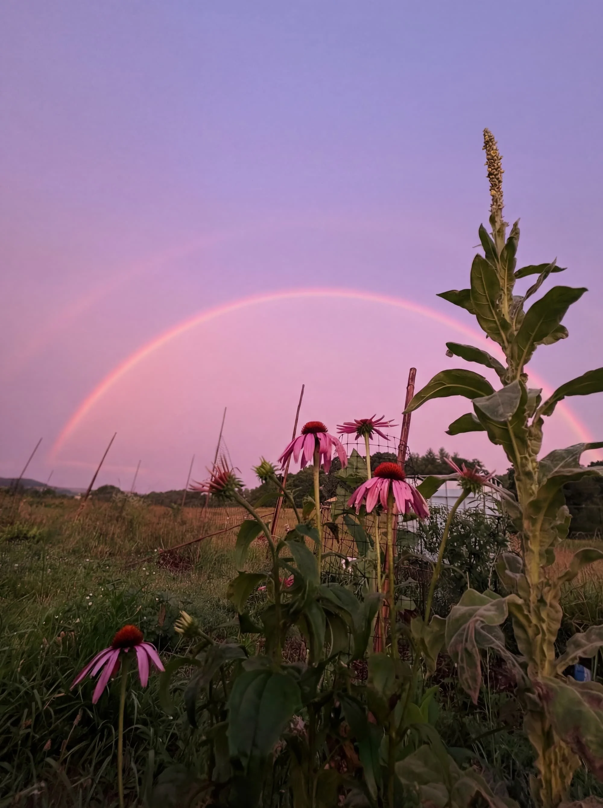 image-wildflowers-meadow-retreats-floyd-va.jpg