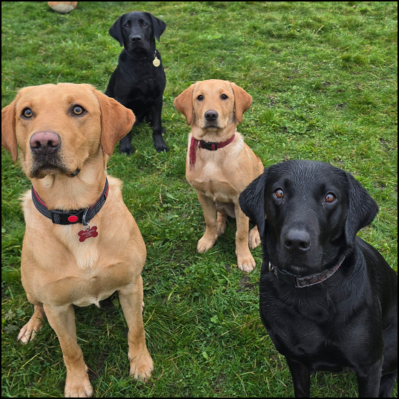 Four Labrador Retrievers sitting obediently on green grass during a dog training session — two golden Labs and two black Labs wearing collars