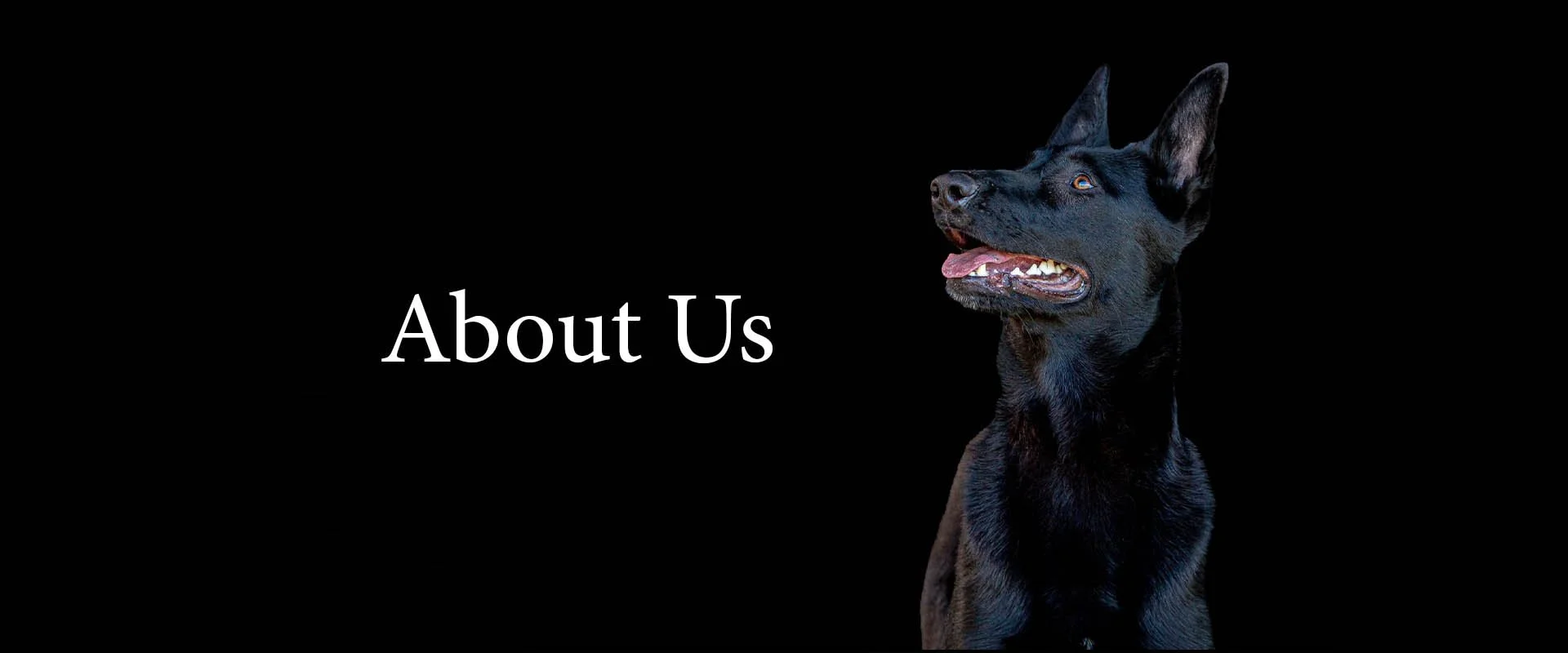 Close-up portrait of an alert black Belgian Malinois dog with amber eyes against a dark background — professional dog training breed