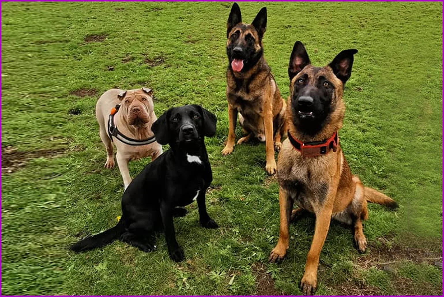 Four dogs of different breeds sitting obediently together on grass at Millen K9 Services — Shar Pei, black Labrador and two Belgian Malinois