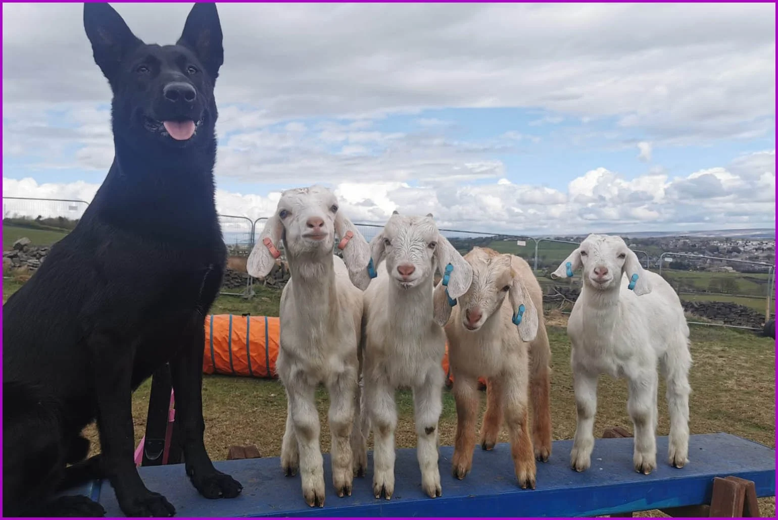 Black German Shepherd dog posing with four baby goats on an outdoor training platform at Millen K9 Services