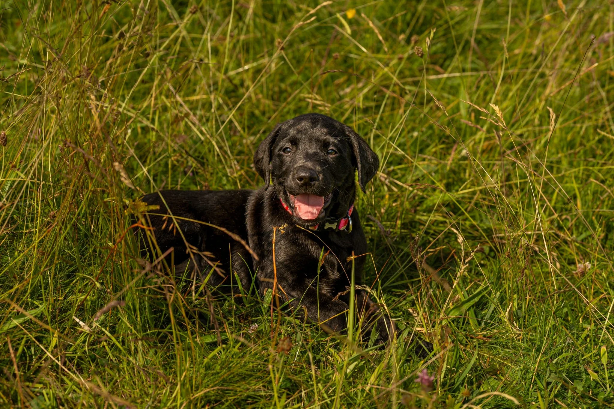 Black Labrador puppy lying in a field of long grass, smiling with mouth open, Millen K9 Services dog training