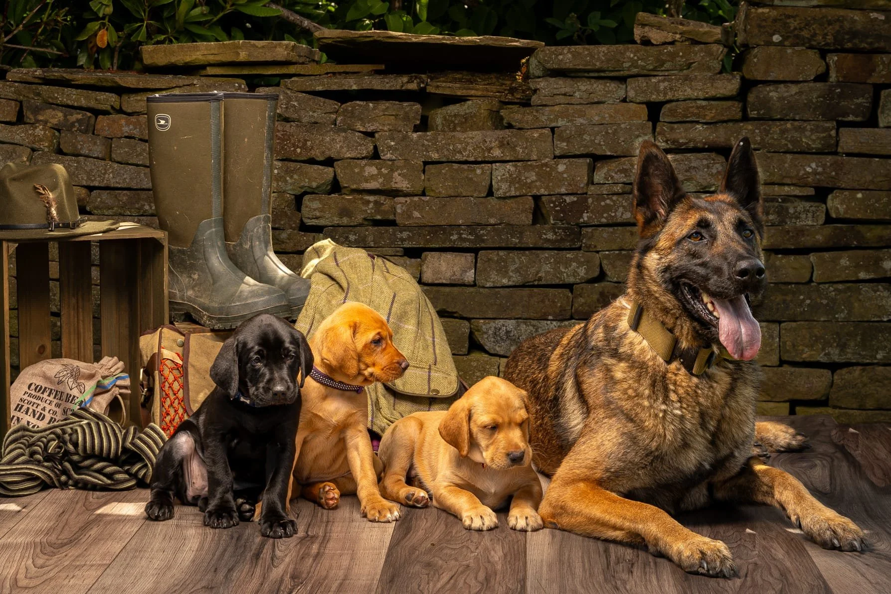 Adult German Shepherd sitting with black and yellow Labrador puppies against a rustic stone wall, Millen K9 Services dog training