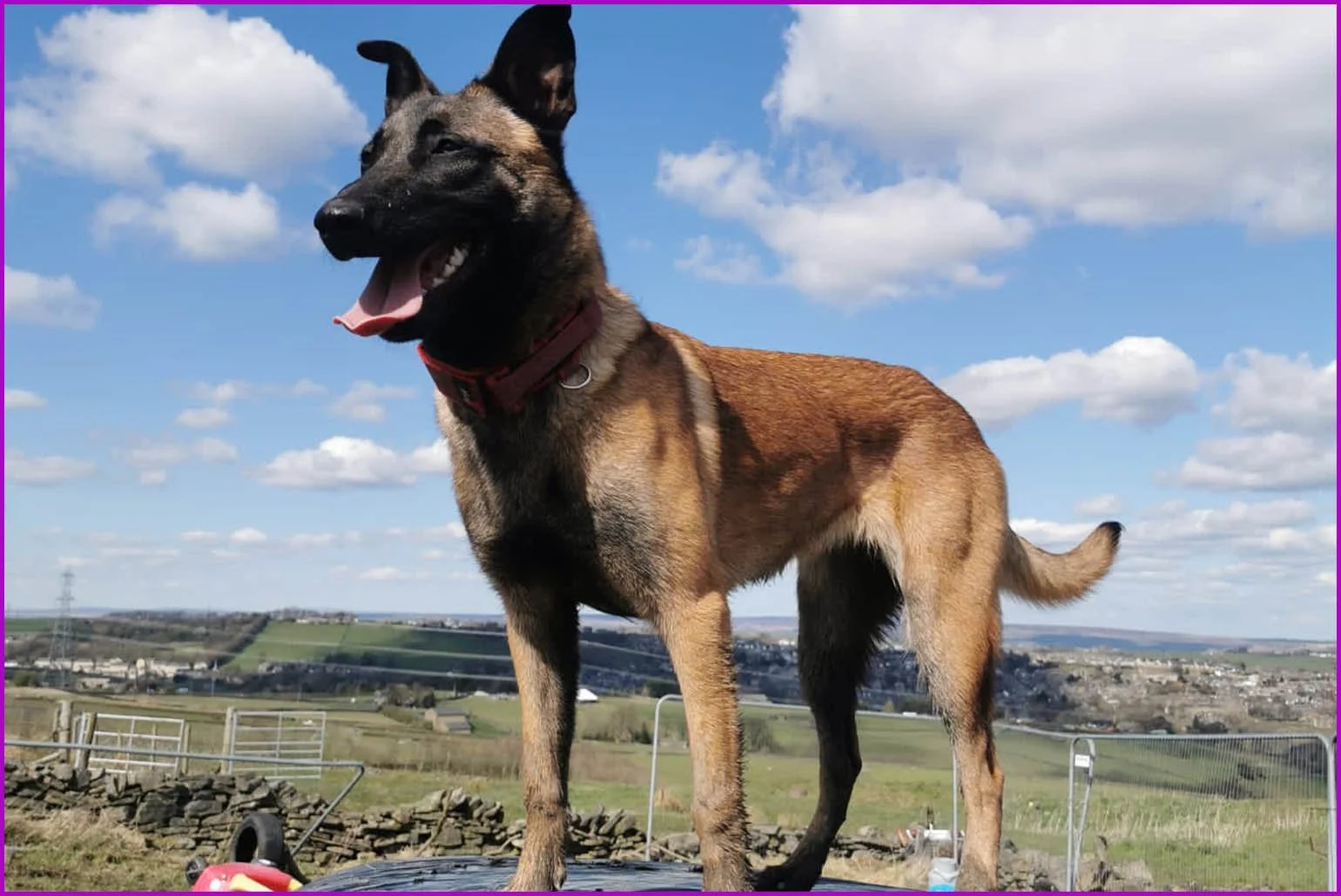 Belgian Malinois standing confidently outdoors with a beautiful countryside and blue sky backdrop — Millen K9 Services dog training