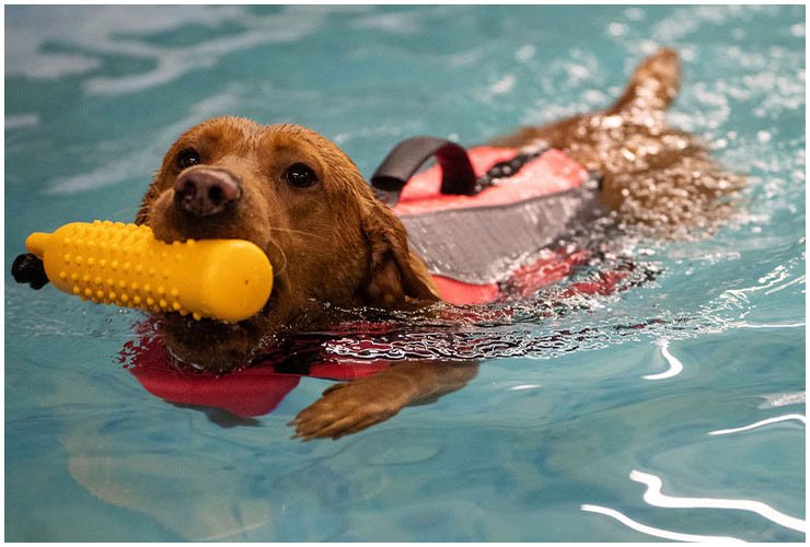 Golden Cocker Spaniel swimming with a yellow toy wearing a red life jacket in the Millen K9 Services heated indoor pool