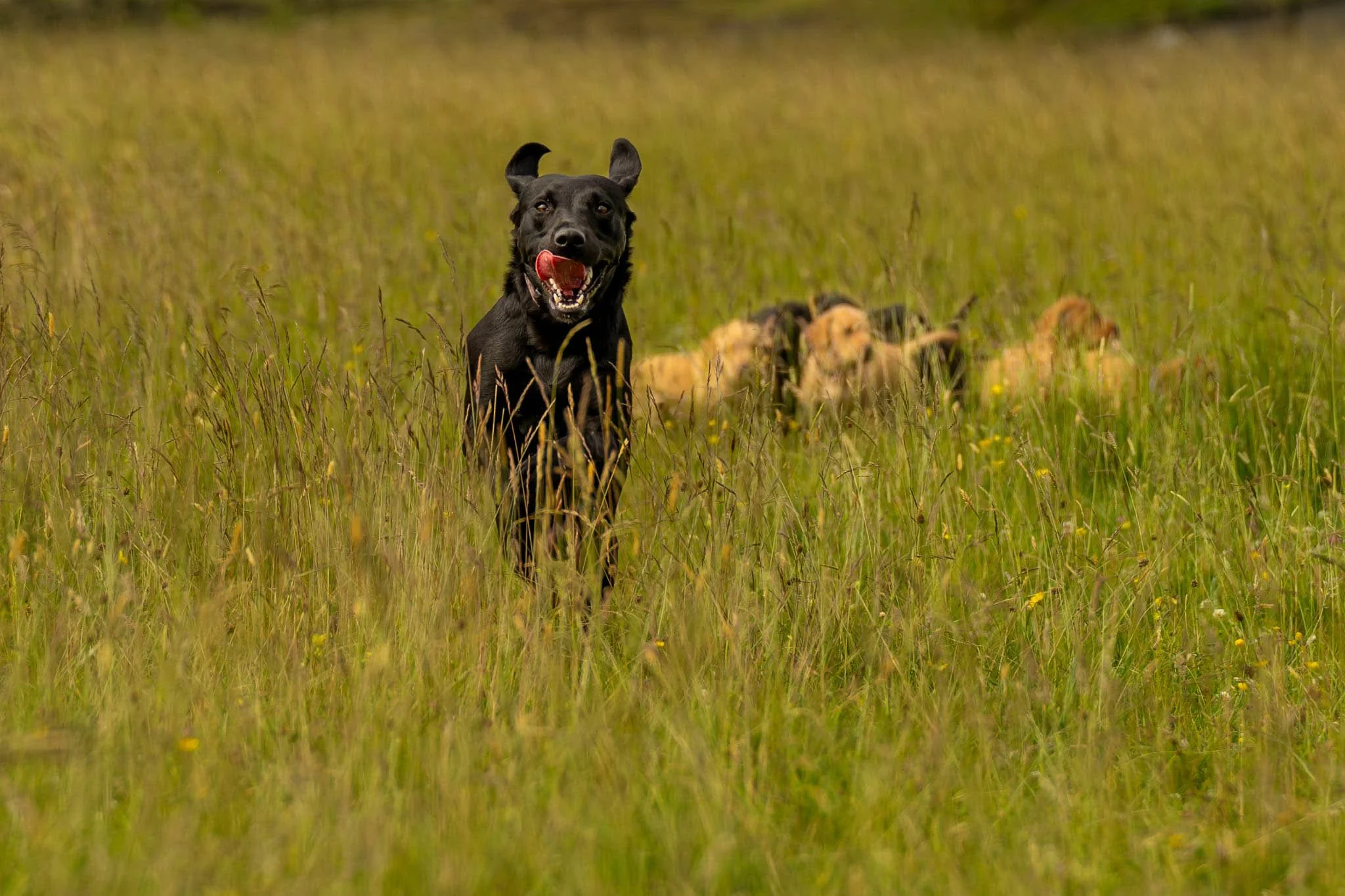 Black dog running freely through an open grass field at Millen K9 Services doggie day care